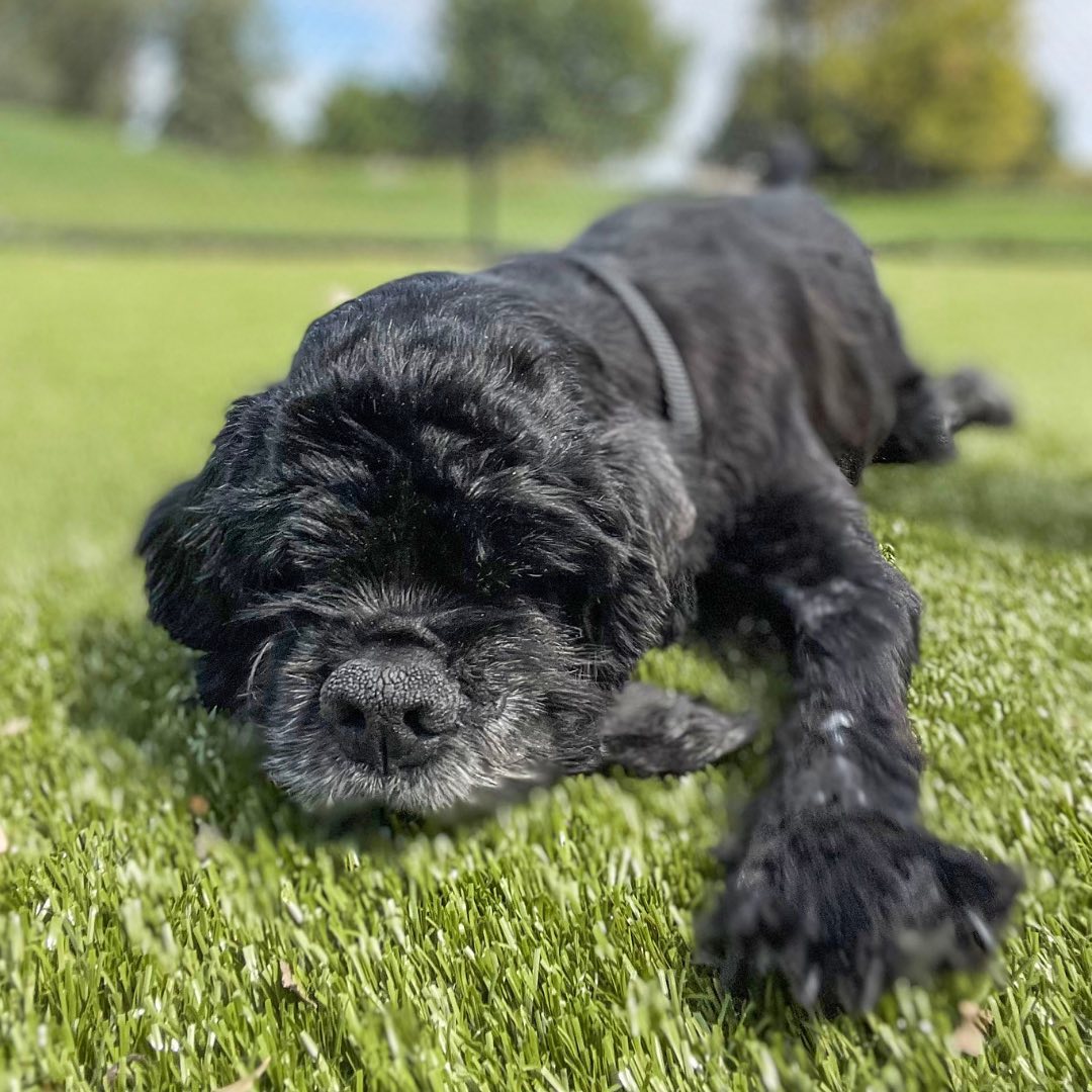 Our biggest match of the year ends tomorrow! ❤️🐶 Your gift will be TRIPLED for animals like Gianni.

When Gianni arrived at Animal Humane Society, she barely resembled a dog. The Cocker Spaniel was covered in thick, snarled mats that carried a foul odor.

As our veterinary team groomed her, they made a horrific discovery. Gianni's left front leg was completely immobile, stuck to her torso by matted fur. She would need weeks of physical therapy to be able to walk again. Gianni remained in our care for nearly a month, healing from multiple ear and eye infections and rebuilding the muscle in her leg that had been left to waste away.

Through it all, her spirit remained unbreakable. She greeted everyone with a wagging tail, waiting for the day she could become someone’s beloved pet. And just three hours after she was ready for adoption, Gianna got her wish. She was placed on hold by a family that could give her the unconditional love she deserved.

Because of supporters like you, we can be there for vulnerable animals like Gianni and provide them with the urgent care they need for a better life.

Through tomorrow only, your gift will be TRIPLED up to $50,000 in honor of National Animal Shelter Week!

Can Gianni and the other animals in our care count on you? Give today using the Donate button in our profile.

<a target='_blank' href='https://www.instagram.com/explore/tags/ShelterWeek/'>#ShelterWeek</a>