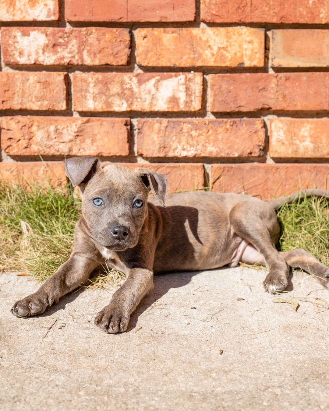 Our T litter of puppies are officially looking for their forever homes!!

These little cuties came to us from a local shelter, along with their momma, Tootsie! Ever since, they’ve been in foster homes learning the ropes of how to be a house puppy. They’ve been socializing and learning manners, and boy are they great pups!

We aren’t sure of their potential breed(s) or full size once fully grown, but we wouldn’t be shocked if they were medium-large dogs. Their individual bios are listed under their photos and on the website. 

All of these pups are spayed/neutered, microchipped, and up to date on age appropriate vaccines. 

If interested in adopting one of these puppies, please head to the website and submit an adoption application 🖤

https://www.eunoiarescue.org/adopt