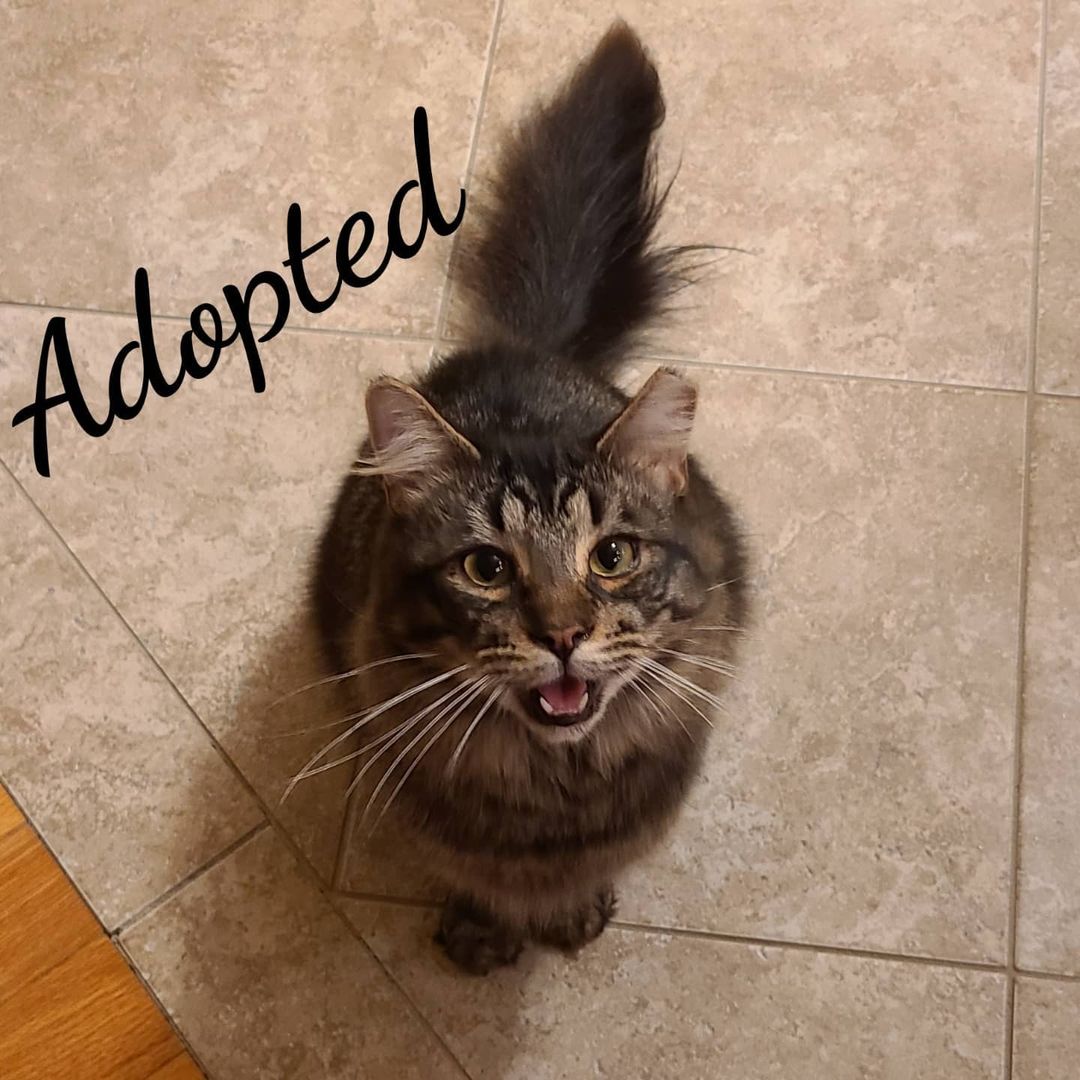 Congratulations Nutter on your final  adoption.Have a wonderful life sweet boy <a target='_blank' href='https://www.instagram.com/explore/tags/adoptedcat/'>#adoptedcat</a> <a target='_blank' href='https://www.instagram.com/explore/tags/happygotchaday/'>#happygotchaday</a>🐶❤️🐾 <a target='_blank' href='https://www.instagram.com/explore/tags/catrescue/'>#catrescue</a> <a target='_blank' href='https://www.instagram.com/explore/tags/animalsforlife/'>#animalsforlife</a>.org <a target='_blank' href='https://www.instagram.com/explore/tags/naugatuckcatshelter/'>#naugatuckcatshelter</a> <a target='_blank' href='https://www.instagram.com/explore/tags/saturdaycaterday/'>#saturdaycaterday</a> <a target='_blank' href='https://www.instagram.com/explore/tags/adoptdontshop/'>#adoptdontshop</a>🐾