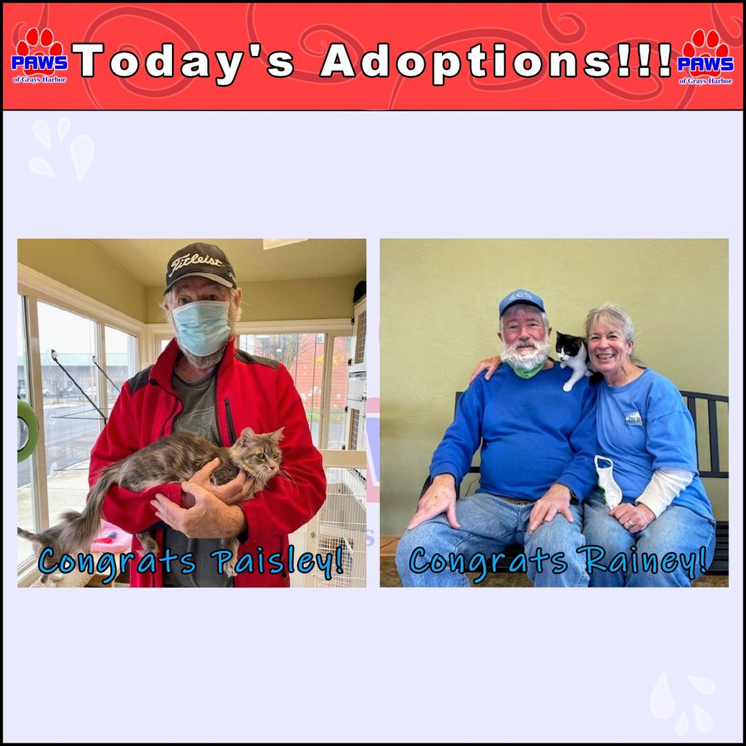 Two wonderful kitties got adopted today! 😻😻

Paisley decided the best way to celebrate her adoption was to in her picture to lounge in her human's arms the weirdest way possible whilst somehow seeming completely comfortable. Interesting posing for a picture, but we are very happy for her achievement!

Rainey's day was far from any rain and gloom because she found a loving couple to call her own. It is possible she may think she is a parrot as well. Today is just the day of interesting adoption photos.
 
Many thanks to today's adopters! If you want to get in on this adoption action and adopt a 4-legged friend check out our adoptable pets at: http://www.pawsgh.org/adoptablepets/ 

<a target='_blank' href='https://www.instagram.com/explore/tags/adoptdontshop/'>#adoptdontshop</a> <a target='_blank' href='https://www.instagram.com/explore/tags/makeadifference/'>#makeadifference</a> <a target='_blank' href='https://www.instagram.com/explore/tags/cat/'>#cat</a> <a target='_blank' href='https://www.instagram.com/explore/tags/cats/'>#cats</a> <a target='_blank' href='https://www.instagram.com/explore/tags/kitten/'>#kitten</a> <a target='_blank' href='https://www.instagram.com/explore/tags/kittens/'>#kittens</a> <a target='_blank' href='https://www.instagram.com/explore/tags/DMH/'>#DMH</a> <a target='_blank' href='https://www.instagram.com/explore/tags/DSH/'>#DSH</a> <a target='_blank' href='https://www.instagram.com/explore/tags/blackandwhitecat/'>#blackandwhitecat</a> <a target='_blank' href='https://www.instagram.com/explore/tags/tabby/'>#tabby</a> <a target='_blank' href='https://www.instagram.com/explore/tags/catsofinstagram/'>#catsofinstagram</a> <a target='_blank' href='https://www.instagram.com/explore/tags/kittensofinstagram/'>#kittensofinstagram</a> <a target='_blank' href='https://www.instagram.com/explore/tags/pawsghcats/'>#pawsghcats</a> <a target='_blank' href='https://www.instagram.com/explore/tags/pawsghkittens/'>#pawsghkittens</a> <a target='_blank' href='https://www.instagram.com/explore/tags/pawsgh/'>#pawsgh</a> <a target='_blank' href='https://www.instagram.com/explore/tags/cute/'>#cute</a> <a target='_blank' href='https://www.instagram.com/explore/tags/cuteanimals/'>#cuteanimals</a> <a target='_blank' href='https://www.instagram.com/explore/tags/animalshelter/'>#animalshelter</a>