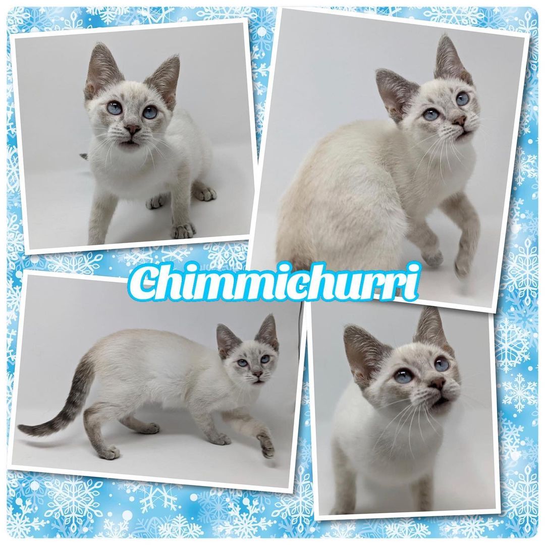 💛ADOPTED💛

CHIMICHURRI is an adorable 3 month old female LYNX POINT SIAMESE. She is spayed, has her claws, is up to date on her shots, dewormed, tested negative for FeLV/FIV, and microchipped.

This little girl is the absolute sweetest! She loves to be around her people and she instantly starts purring when she’s getting some loving. She is your typical Siamese, active, playful and friendly. She is great with other cats. She is good with kids, but would probably be too wild for young kids. She has had minimal exposure to dogs, but she should be fine with a friendly, respectful dog after a slow introduction.

Chimichurri would do best in a home with another young kitty to keep her busy, or better yet, with one of her siblings. She does well with using her litter box. This lovely girl will make a wonderful new addition! 

FOSTERED IN GREENFIELD, WI