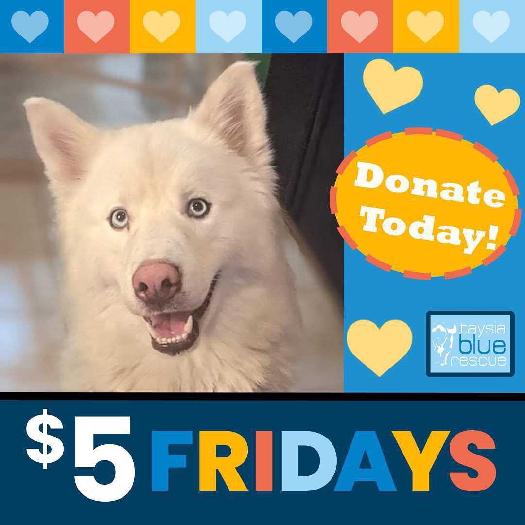 Do you have $5 to spare today? Maybe you can skip the afternoon coffee or trip to Target and give $5 to a pup in need 🥰

<a target='_blank' href='https://www.instagram.com/explore/tags/5dollarfriday/'>#5dollarfriday</a> #$5friday <a target='_blank' href='https://www.instagram.com/explore/tags/donate/'>#donate</a> <a target='_blank' href='https://www.instagram.com/explore/tags/adoptdontshop/'>#adoptdontshop</a> <a target='_blank' href='https://www.instagram.com/explore/tags/huskyrescue/'>#huskyrescue</a>