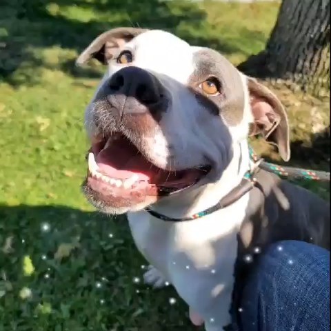 Now that her pups are starting to look for their forever home, Maybelline is throwing her crown into the ring. This queen beauty of a dog has been through so much in her short life, she really deserves a home where she can be treated like the royalty she is. 

Her <a target='_blank' href='https://www.instagram.com/explore/tags/12pack/'>#12pack</a> applications have been coming in and now is your chance to adopt their amazing momma, who is a very young dog herself. We believe she's not yet 2, which means she has a lot of love and life left in her. 

We will accept applications if you're in Orange, LA or surrounding counties. 

Maybelline does not need to be an only dog, so if you have a fur sibling for her, she'd love to meet them too. So get those apps in today!

<a target='_blank' href='https://www.instagram.com/explore/tags/k9kismet/'>#k9kismet</a> <a target='_blank' href='https://www.instagram.com/explore/tags/k9kismetadoptables/'>#k9kismetadoptables</a> <a target='_blank' href='https://www.instagram.com/explore/tags/maybellinesmavens/'>#maybellinesmavens</a> <a target='_blank' href='https://www.instagram.com/explore/tags/mommadog/'>#mommadog</a> <a target='_blank' href='https://www.instagram.com/explore/tags/adopterswanted/'>#adopterswanted</a> <a target='_blank' href='https://www.instagram.com/explore/tags/adoptadog/'>#adoptadog</a> <a target='_blank' href='https://www.instagram.com/explore/tags/adoptdontshop/'>#adoptdontshop</a>