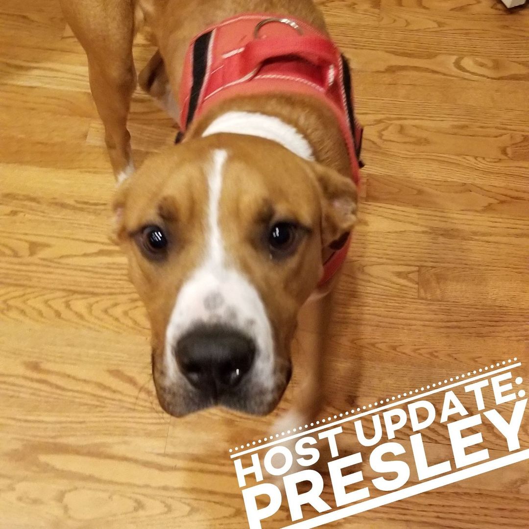 Host Update for the adorable love bug, Presley!!

