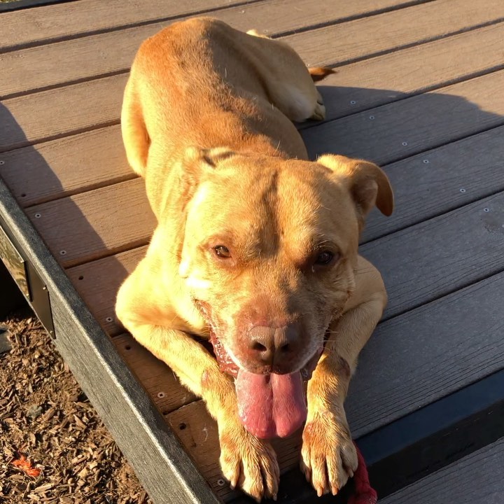 Hi, Friends 🐾 Meet adoptable Old Yeller 💛 He’s an eight-year old <a target='_blank' href='https://www.instagram.com/explore/tags/yellowlab/'>#yellowlab</a> <a target='_blank' href='https://www.instagram.com/explore/tags/pitmix/'>#pitmix</a>. He adores people and will follow his handler around like a proper Velcro dog 🥰 Here he is showing off his down-stay while being the happiest and goodest boy ever. <a target='_blank' href='https://www.instagram.com/explore/tags/adoptme/'>#adoptme</a> <a target='_blank' href='https://www.instagram.com/explore/tags/oldyellerthedog/'>#oldyellerthedog</a> <a target='_blank' href='https://www.instagram.com/explore/tags/newhavenanimalshelter/'>#newhavenanimalshelter</a> 

<a target='_blank' href='https://www.instagram.com/explore/tags/adoptadog/'>#adoptadog</a> <a target='_blank' href='https://www.instagram.com/explore/tags/oldyeller/'>#oldyeller</a> <a target='_blank' href='https://www.instagram.com/explore/tags/yellowlabmix/'>#yellowlabmix</a> <a target='_blank' href='https://www.instagram.com/explore/tags/yellowlabmixesofinstagram/'>#yellowlabmixesofinstagram</a> <a target='_blank' href='https://www.instagram.com/explore/tags/thegoodestboy/'>#thegoodestboy</a> <a target='_blank' href='https://www.instagram.com/explore/tags/dogvideooftheday/'>#dogvideooftheday</a> <a target='_blank' href='https://www.instagram.com/explore/tags/rescuedogoftheday/'>#rescuedogoftheday</a> <a target='_blank' href='https://www.instagram.com/explore/tags/nhv/'>#nhv</a> <a target='_blank' href='https://www.instagram.com/explore/tags/newhaveninsta/'>#newhaveninsta</a> <a target='_blank' href='https://www.instagram.com/explore/tags/ineedahome/'>#ineedahome</a>