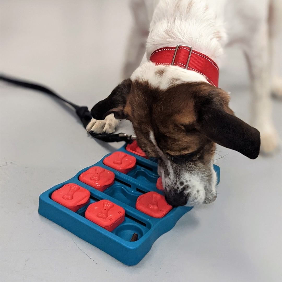 NOURRIR SON CHIEN DANS UN BOL, C’EST DU PASSÉ! 😳🐕
L’un des conseils que les spécialistes en comportement canin donnent souvent peut paraître étonnant : « Remisez la gamelle de Fido et faites travailler votre chien pour qu'il obtienne son repas! » 

En adoptant cette simple habitude, les familles qui se sentent dépassées par le trop-plein d’énergie de leur animal lui donneront une belle occasion de canaliser son énergie. 

En effet, les chiens d’aujourd’hui se nourrissent dans un plat d’enrichissement, un bol ralentisseur, un jouet de type Kong, une balle distributrice, un tapis de fouille, ou encore un contenant maison composé de vieux emballages de cartons et de papiers chiffonnés.

Les chiens de tous âges ont besoin d’activités pour s’épanouir. Profitez du moment tant attendu du repas pour le stimuler. On estime que 15 minutes de stimulation mentale équivalent à environ 1 h de marche pour les chiens!

Pour découvrir plus de trucs et conseils au sujet de la stimulation mentale chez le chien, consultez notre site Web au lien dans la bio. 

📷 Voyez ici Bandit, Bella et Céleste qui profitent de leurs repas dans différents jouets d'enrichissement à la SPCA de Montréal.

//
FEEDING YOUR DOG IN A BOWL IS A THING OF THE PAST! 
Dog behaviourists frequently suggest a surprising change: “Put Fido’s bowl away and make your dog work for their meal!”

Indeed, families often find it difficult to channel their dog’s seemingly boundless energy, but there is a simple solution. Today’s dogs can eat from an enrichment dish, a slow feeder, a kong type toy, a ball feeder, a digging mat, or a homemade container made of old cardboard and crumpled paper, and gain much-needed mental stimulation.

Dogs of all ages need activity to thrive. Make the most of much-awaited mealtimes to add some excitement to the day! For dogs, just 15 minutes of mental stimulation is equivalent to about 1 hour of walking!

For more tips and advice on mental stimulation for dogs, visit our website at the link in bio.

📷 Here, you can see Bandit, Bella and Céleste at the Montréal SPCA, enjoying their meals in enrichment toys.