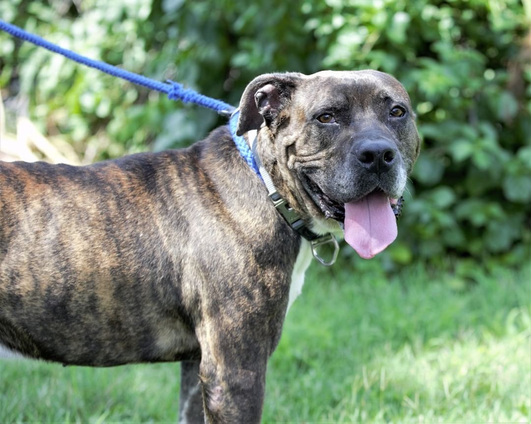 Did you know that November is National Adopt a Senior Pet Month ❓ 
This sweet, gentle senior is Nash. He is affectionate and social, leaning in as he thoroughly enjoys getting pets. He likes everyone he meets! Despite his age, he is playful and active, but he calms down immediately when play ends. Please consider adopting Nash. He deserves to be napping in a sunny spot in someone's living room and not spending his days in a shelter. 
📞 609-890-3550
🌐 www.HamiltonNJ.com/AnimalShelter

<a target='_blank' href='https://www.instagram.com/explore/tags/hamiltonanimalshelter/'>#hamiltonanimalshelter</a> <a target='_blank' href='https://www.instagram.com/explore/tags/adoptasenior/'>#adoptasenior</a> <a target='_blank' href='https://www.instagram.com/explore/tags/adoptashelterdog/'>#adoptashelterdog</a> <a target='_blank' href='https://www.instagram.com/explore/tags/shelterdogsrock/'>#shelterdogsrock</a> <a target='_blank' href='https://www.instagram.com/explore/tags/brindledog/'>#brindledog</a> <a target='_blank' href='https://www.instagram.com/explore/tags/SeniorDogLove/'>#SeniorDogLove</a>