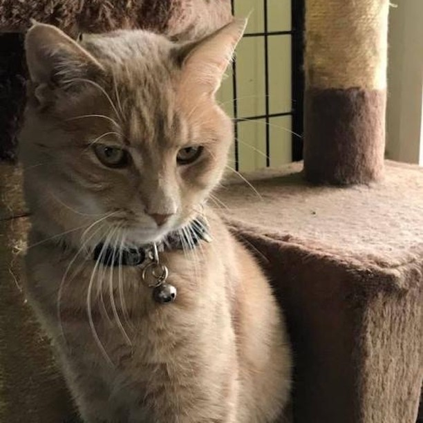 Whodatt cute cat who wants to be a part of your family this <a target='_blank' href='https://www.instagram.com/explore/tags/Caturday/'>#Caturday</a>⁉️⁉️ Why it's Whodatt - an almost 2.5 year old DSH/Tabby male.

He's friendly, cute and outgoing. He likes to keep watch out the window. He also has beautiful coloring with a fawn colored tabby coat. 

If interested in adopting check out: https://rescuecrew.org/adoptable-cats/

So next time when you hear someone say Whodatt - you can say he's my cat! 💖

<a target='_blank' href='https://www.instagram.com/explore/tags/Caturday/'>#Caturday</a> <a target='_blank' href='https://www.instagram.com/explore/tags/adoptwhodatt/'>#adoptwhodatt</a>