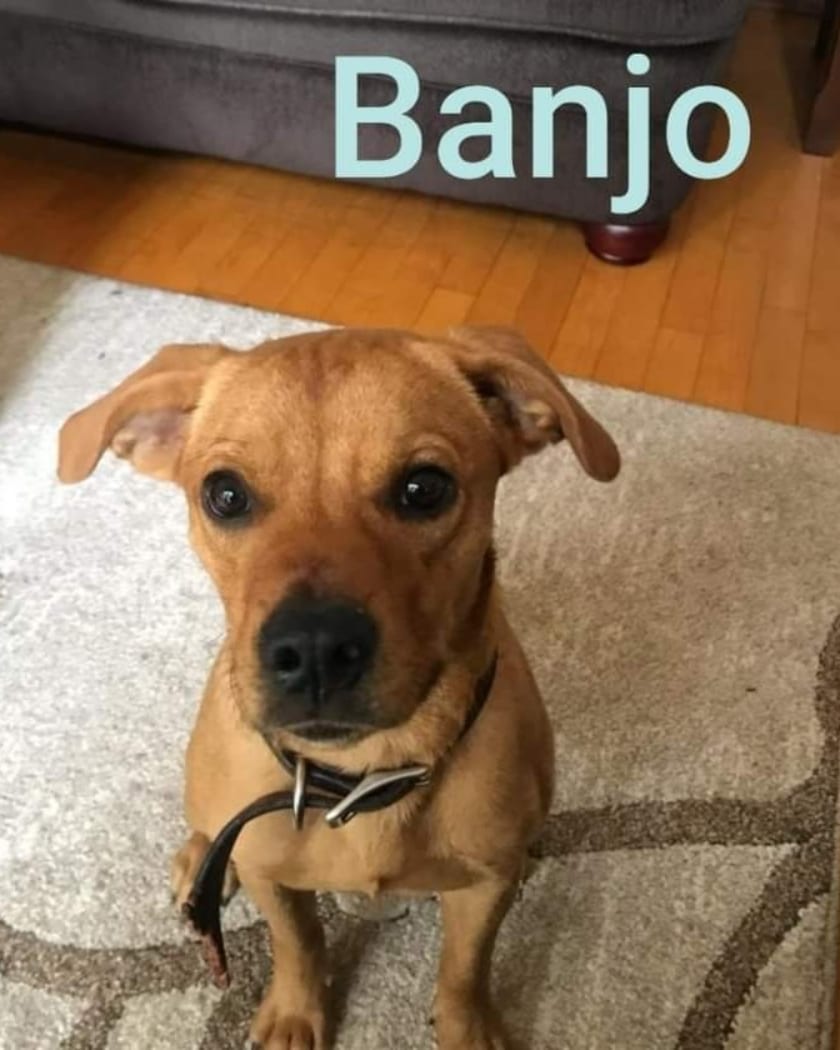 Update:  We posted Banjo last week and have not received a single application for him.  We KNOW there is the perfect home for him somewhere!  Please please help us make Banjo's dreams come true.

Meet Banjo!  Banjo is a 1 year old Beagle/Lab mix who came to us from a local shelter.  He is housebroken & crate trained.  Banjo has a LOT of energy so a fenced yard to run & play in is needed.  He is sweet boy who listens well and gets along with other dogs and children.  Banjo also has a reputation as a sock stealer 😜 You can apply to meet/adopt Banjo at https://www.piedmontanimalrescue.com/adopt.html