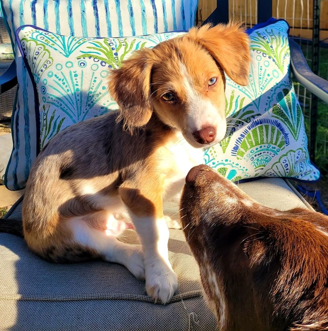 NEW TO THE CREW! 

Meet GRAHAM aka HAMMY!! 

3MO Male Doxy Aussie mix

https://bluetails.org/adoption-application