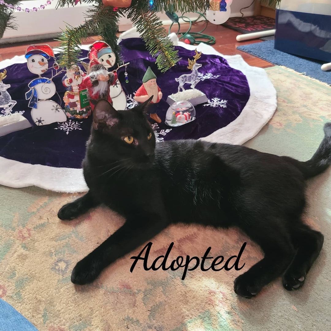 Congratulations Cola on your final adoption.Have a wonderful life sweet boy# wonderfullifr <a target='_blank' href='https://www.instagram.com/explore/tags/catrescue/'>#catrescue</a> <a target='_blank' href='https://www.instagram.com/explore/tags/animalsforlife/'>#animalsforlife</a>.org <a target='_blank' href='https://www.instagram.com/explore/tags/thursdaycat/'>#thursdaycat</a> <a target='_blank' href='https://www.instagram.com/explore/tags/naugatuckct/'>#naugatuckct</a> <a target='_blank' href='https://www.instagram.com/explore/tags/adoptdontshop/'>#adoptdontshop</a>🐾