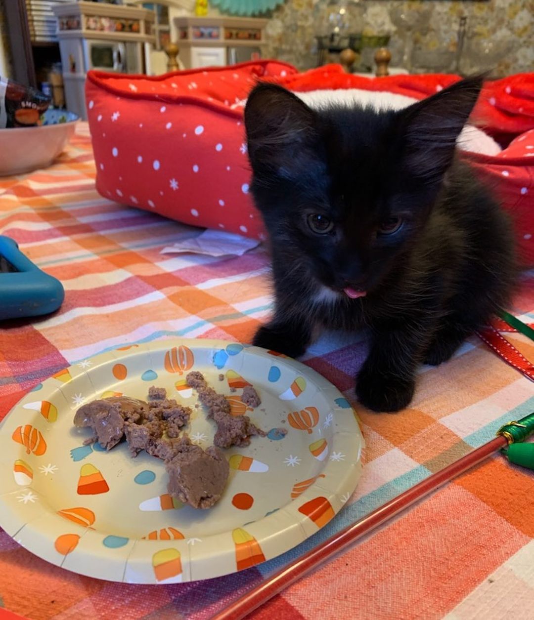 This is Nyx, one of Gypsy Rose’s kittens- she was just adopted!🌺 Her new family sent this message to her foster mom- “Hi! I’m in my new home gettin lots of lovin’. My first 12 hours have been great! I ate, drank, slept, used the litter box and played with the toys you gave me and some my new family bought. Thank you for giving me such a great start!!”
<a target='_blank' href='https://www.instagram.com/explore/tags/adoptdontshop/'>#adoptdontshop</a>
<a target='_blank' href='https://www.instagram.com/explore/tags/fosterssavelives/'>#fosterssavelives</a> 
<a target='_blank' href='https://www.instagram.com/explore/tags/blackkittensaregoodluck/'>#blackkittensaregoodluck</a> 
<a target='_blank' href='https://www.instagram.com/explore/tags/blackkittensrule/'>#blackkittensrule</a>