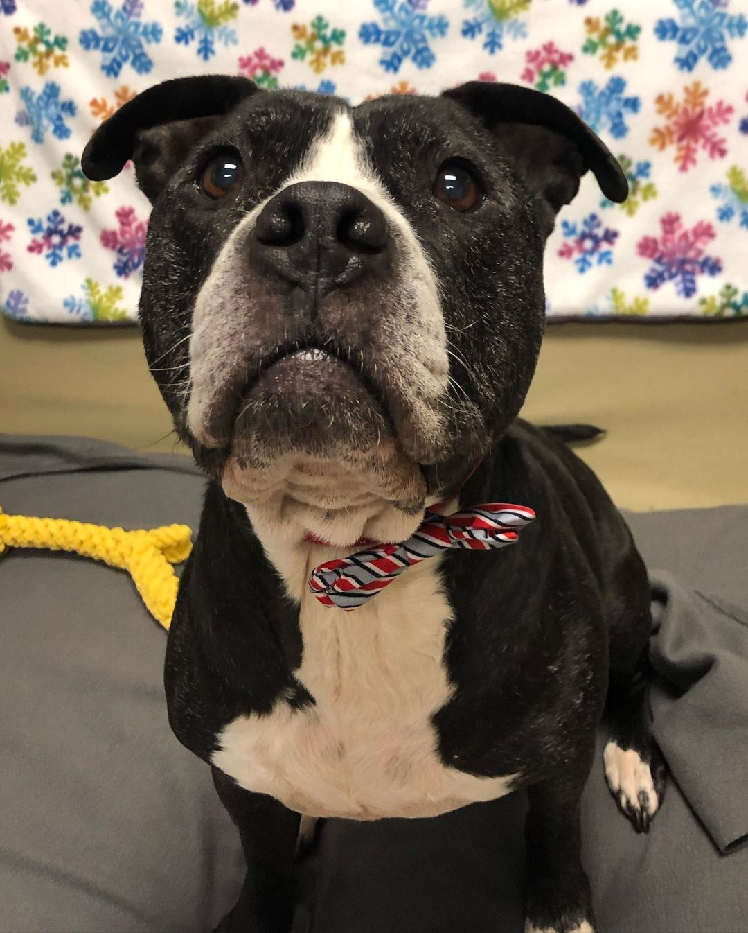 Mable has one face when it’s treat time 😂😂 she chatted with our friends at @13abc this morning about how awesome she is and how excited she is to check out everything donated during the Border Battle today. 

Mabel is one of our senior dogs and has also been with us for quite awhile. She was adopted, but through no fault of her own, was recently returned. Mable is a staff and volunteer favorite because of her adorable pouty face and happy-go-lucky personality. She may be around 8 years old but it’s just a number to her. She is active, energetic, loves to play, and is one of the most affectionate dogs in the shelter (she is a pro at sneak attack kisses!) 
We just adore her and can’t wait until she finds a family who loves her just as much. To meet Mabel, or any of her furry friends, stop by the shelter during our open hours. No appointment necessary!