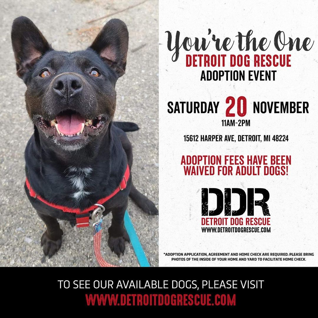 Come meet “The One” at our shelter <a target='_blank' href='https://www.instagram.com/explore/tags/adoptionevent/'>#adoptionevent</a> tomorrow, from 11am-2pm!
We’ll be at 15612 Harper Ave. Detroit, MI 48224 with some of our most special dogs who have been waiting for their forever homes.

All of the dogs at this event are “The One”! What does that mean? This is a special event for dogs who need to be the only dogs in their home. They’re great in public, love humans, but some of them have special needs and all of them have been in shelter for over 6 months. 

Want to foster or adopt a dog who really needs you for the holidays? Come meet them and let them spend Christmas in a home!

You can see all of our adoptable dogs and put in an application before the event by going to www.DetroitDogRescue.com

<a target='_blank' href='https://www.instagram.com/explore/tags/DetroitDogRescue/'>#DetroitDogRescue</a> <a target='_blank' href='https://www.instagram.com/explore/tags/RescueNotRetail/'>#RescueNotRetail</a> <a target='_blank' href='https://www.instagram.com/explore/tags/YoureTheOne/'>#YoureTheOne</a> <a target='_blank' href='https://www.instagram.com/explore/tags/HomefortheHolidays/'>#HomefortheHolidays</a> <a target='_blank' href='https://www.instagram.com/explore/tags/TisTheSeason/'>#TisTheSeason</a> <a target='_blank' href='https://www.instagram.com/explore/tags/Adopt/'>#Adopt</a> <a target='_blank' href='https://www.instagram.com/explore/tags/Foster/'>#Foster</a> <a target='_blank' href='https://www.instagram.com/explore/tags/Volunteer/'>#Volunteer</a> <a target='_blank' href='https://www.instagram.com/explore/tags/rescue/'>#rescue</a> <a target='_blank' href='https://www.instagram.com/explore/tags/detroitdogs/'>#detroitdogs</a> <a target='_blank' href='https://www.instagram.com/explore/tags/DetroitSpecial/'>#DetroitSpecial</a>