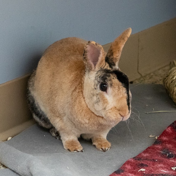 Meet Courage and Wheatly
Courage and Wheatly are an adorable pair of rabbits looking for a home together!
COURAGE is a ~4 year old neutered mini rex mix. He is on the shy side, but so gentle and sweet (not to mention handsome!). With a little patience and understanding, this guy is a professional cuddle bug. He especially enjoys the company of other rabbits. His favorite time of day is dinner time, as is apparent since he's a tad chunky.
WHEATLEY is a ~3 year old neutered Holland lop. He has quite the big personality for a tiny bunny! He loves to adventure and is incredibly food motivated - the way to his heart is definitely through his stomach, as he will prove with his strong love for greens. Wheatley likes being pet, but is a little too curious and active to settle down for a snuggle.
We recommend that rabbits be kept in a baby-gated area with easily cleanable flooring. A cost effective and easy set up is to purchase a piece of cut vinyl flooring and then place a baby gate/Xpen around it. It will give the rabbit room to hop around and learn to use a litter box. Search 