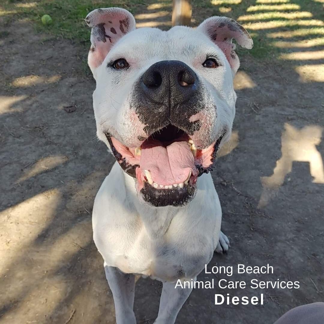 It's that time of the week... it's our <a target='_blank' href='https://www.instagram.com/explore/tags/shelterdogspotlight/'>#shelterdogspotlight</a> This week it's starring Diesel!

Diesel is waiting for his new family at @lbanimalcare  Just look him up under ID A558974

This is what his shelter says... 
