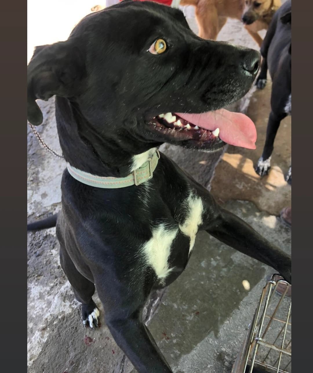 Available For Adoption 
<a target='_blank' href='https://www.instagram.com/explore/tags/AdoptAFriend/'>#AdoptAFriend</a>
Meet Pantera 

A pittie mix with a lot of energy. We believe she is approx 3 years old. Pantera is Troy's Mom, she was  in the middle of the street and looked like she had just given birth our rescuer Consuelo spoke with several people to find out why she was in such bad condition but could not get any answers. After finding her again on the street Consuelo took her and her puppies who were in even worse condition than when she saw her the first time.  Consuelo  Seeked help from Don Nacho (another rescuer) who did not hesitate to help her with Pantera despite having other dogs. Pantera deserves a chance for a loving home with a backyard to run around in. she is likes to rough to play but is not aggressive she is extremely affectionate. Pantera gets along well with other dogs is up to date on all of her vaccines and spayed. 

If you would like to fill out an application For Pantera Vist our website(Link in Bio)
☎️📞📱
Vicky Godoy 
(619 733-1512 

<a target='_blank' href='https://www.instagram.com/explore/tags/fhstj/'>#fhstj</a><a target='_blank' href='https://www.instagram.com/explore/tags/adoptadogsandiego/'>#adoptadogsandiego</a><a target='_blank' href='https://www.instagram.com/explore/tags/adoptdontshop/'>#adoptdontshop</a><a target='_blank' href='https://www.instagram.com/explore/tags/dog/'>#dog</a><a target='_blank' href='https://www.instagram.com/explore/tags/puppy/'>#puppy</a><a target='_blank' href='https://www.instagram.com/explore/tags/sandiego/'>#sandiego</a><a target='_blank' href='https://www.instagram.com/explore/tags/smalldogs/'>#smalldogs</a><a target='_blank' href='https://www.instagram.com/explore/tags/mansbestfriend/'>#mansbestfriend</a><a target='_blank' href='https://www.instagram.com/explore/tags/petadoption/'>#petadoption</a><a target='_blank' href='https://www.instagram.com/explore/tags/petadoptionevent/'>#petadoptionevent</a><a target='_blank' href='https://www.instagram.com/explore/tags/dogsofsandiego/'>#dogsofsandiego</a><a target='_blank' href='https://www.instagram.com/explore/tags/adoptafriend/'>#adoptafriend</a><a target='_blank' href='https://www.instagram.com/explore/tags/petco/'>#petco</a><a target='_blank' href='https://www.instagram.com/explore/tags/AdoptAFriend/'>#AdoptAFriend</a><a target='_blank' href='https://www.instagram.com/explore/tags/adoptapuppy/'>#adoptapuppy</a><a target='_blank' href='https://www.instagram.com/explore/tags/sandiegoevents/'>#sandiegoevents</a><a target='_blank' href='https://www.instagram.com/explore/tags/SanDiego/'>#SanDiego</a><a target='_blank' href='https://www.instagram.com/explore/tags/adoptanocompres/'>#adoptanocompres</a><a target='_blank' href='https://www.instagram.com/explore/tags/perrito/'>#perrito</a><a target='_blank' href='https://www.instagram.com/explore/tags/perro/'>#perro</a><a target='_blank' href='https://www.instagram.com/explore/tags/amigofiel/'>#amigofiel</a><a target='_blank' href='https://www.instagram.com/explore/tags/petcounleashed/'>#petcounleashed</a>