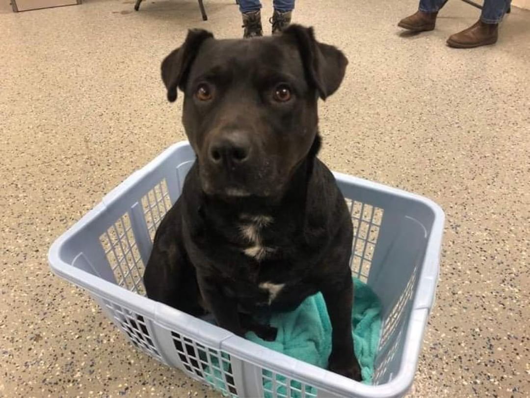 It’s laundry day at our shelter! A big thank you to all the volunteers who step up each week to lend a helping hand! 

<a target='_blank' href='https://www.instagram.com/explore/tags/SundayFunday/'>#SundayFunday</a> <a target='_blank' href='https://www.instagram.com/explore/tags/LaundryDay/'>#LaundryDay</a> <a target='_blank' href='https://www.instagram.com/explore/tags/Chores/'>#Chores</a> <a target='_blank' href='https://www.instagram.com/explore/tags/ShelterLife/'>#ShelterLife</a> <a target='_blank' href='https://www.instagram.com/explore/tags/DetroitDogRescue/'>#DetroitDogRescue</a>