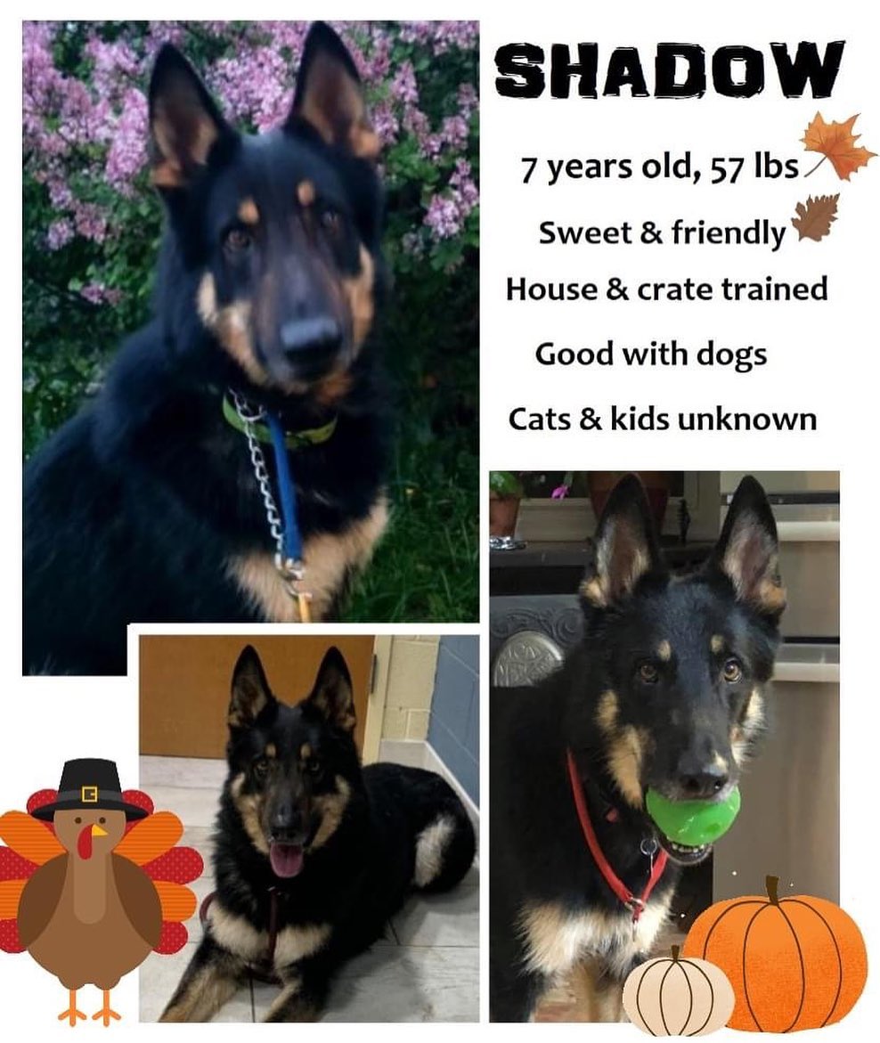 Your next best friend is waiting for you: Shadow <a target='_blank' href='https://www.instagram.com/explore/tags/allshepherdrescueasr/'>#allshepherdrescueasr</a> <a target='_blank' href='https://www.instagram.com/explore/tags/asrawesome/'>#asrawesome</a> <a target='_blank' href='https://www.instagram.com/explore/tags/adopt/'>#adopt</a> <a target='_blank' href='https://www.instagram.com/explore/tags/adoptdontshop/'>#adoptdontshop</a> <a target='_blank' href='https://www.instagram.com/explore/tags/germanshepherd/'>#germanshepherd</a> <a target='_blank' href='https://www.instagram.com/explore/tags/germanshepherdsofinstagram/'>#germanshepherdsofinstagram</a> <a target='_blank' href='https://www.instagram.com/explore/tags/dogsofinstagram/'>#dogsofinstagram</a> <a target='_blank' href='https://www.instagram.com/explore/tags/puppiesofinstagram/'>#puppiesofinstagram</a>
<a target='_blank' href='https://www.instagram.com/explore/tags/rescuedogsofinstagram/'>#rescuedogsofinstagram</a> <a target='_blank' href='https://www.instagram.com/explore/tags/rescuedog/'>#rescuedog</a> <a target='_blank' href='https://www.instagram.com/explore/tags/rescue/'>#rescue</a> <a target='_blank' href='https://www.instagram.com/explore/tags/GetYourRescueOn/'>#GetYourRescueOn</a> <a target='_blank' href='https://www.instagram.com/explore/tags/gsd/'>#gsd</a> <a target='_blank' href='https://www.instagram.com/explore/tags/gsdofinstagram/'>#gsdofinstagram</a> <a target='_blank' href='https://www.instagram.com/explore/tags/gsdlove/'>#gsdlove</a> <a target='_blank' href='https://www.instagram.com/explore/tags/gsdpuppy/'>#gsdpuppy</a> <a target='_blank' href='https://www.instagram.com/explore/tags/gsdsofigworld/'>#gsdsofigworld</a>  <a target='_blank' href='https://www.instagram.com/explore/tags/gsdstagram/'>#gsdstagram</a> <a target='_blank' href='https://www.instagram.com/explore/tags/gsdofig/'>#gsdofig</a> <a target='_blank' href='https://www.instagram.com/explore/tags/dogstagram/'>#dogstagram</a> <a target='_blank' href='https://www.instagram.com/explore/tags/instagramdogs/'>#instagramdogs</a> <a target='_blank' href='https://www.instagram.com/explore/tags/dogs/'>#dogs</a> <a target='_blank' href='https://www.instagram.com/explore/tags/dog/'>#dog</a>
<a target='_blank' href='https://www.instagram.com/explore/tags/instadog/'>#instadog</a> <a target='_blank' href='https://www.instagram.com/explore/tags/doglover/'>#doglover</a>  <a target='_blank' href='https://www.instagram.com/explore/tags/dogoftheday/'>#dogoftheday</a>