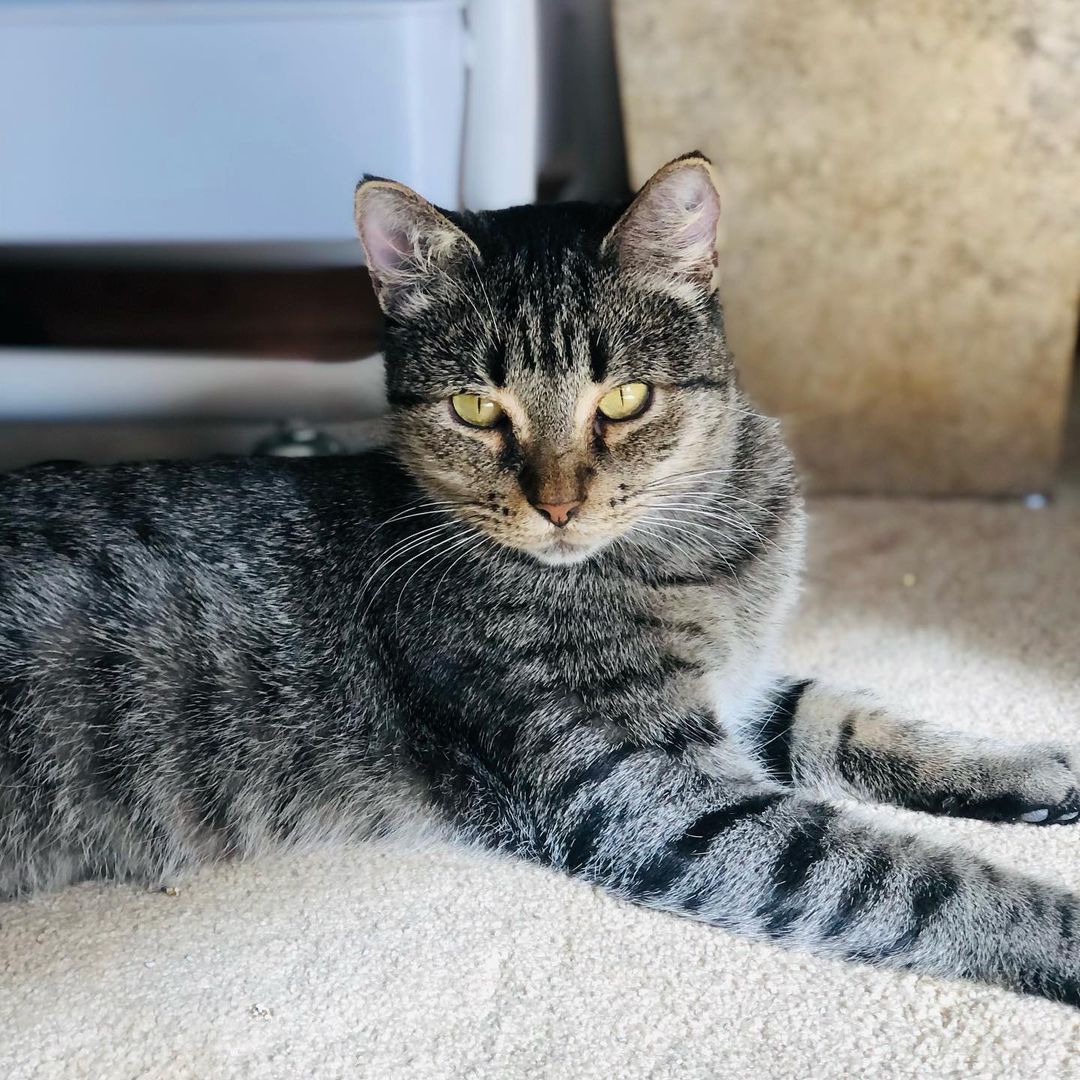 Hello- from Kia! 😻❤️😻

“I am a beauty inside and out. I took very good care of my babies and loved to play with them. They have all now been adopted - and now it’s MY turn!
I enjoy lounging around, getting all the pets I can and “chatting” with you. I will follow you around as I love to be around you. I am very friendly and loving.”

Mama Kia showed up at the warehouse of one of our foster’s work. She has a managed colony of fixed ferals there, but this friendly, social and sweet beauty definitely didn’t belong outside. It was too late when we found out she was pregnant and went and had her babies somewhere. Luckily for all of them they are now SAFE inside ! 

Kia is approximately 1 -2 years old, spayed, UTD on vax, combo tested negative and ready for her furrever people. She was introduced to her Foster’s cats and dogs and wasn’t a fan. So we are looking for a home for her where she will get to be the the queen of the house/only pet. 😺❤️
Adult cats need love too! 
Please share to help get this beauty adopted! 
.
.
.
.
.
.

.
.
,
.
.
.
,
<a target='_blank' href='https://www.instagram.com/explore/tags/adultcatsrule/'>#adultcatsrule</a><a target='_blank' href='https://www.instagram.com/explore/tags/tabbycat/'>#tabbycat</a><a target='_blank' href='https://www.instagram.com/explore/tags/tabbylife/'>#tabbylife</a><a target='_blank' href='https://www.instagram.com/explore/tags/mamacat/'>#mamacat</a><a target='_blank' href='https://www.instagram.com/explore/tags/caturdaycuties/'>#caturdaycuties</a><a target='_blank' href='https://www.instagram.com/explore/tags/caturday/'>#caturday</a>#<a target='_blank' href='https://www.instagram.com/explore/tags/instacatmeows/'>#instacatmeows</a><a target='_blank' href='https://www.instagram.com/explore/tags/topmeowdel/'>#topmeowdel</a><a target='_blank' href='https://www.instagram.com/explore/tags/sheltercats/'>#sheltercats</a><a target='_blank' href='https://www.instagram.com/explore/tags/catstagramcat/'>#catstagramcat</a><a target='_blank' href='https://www.instagram.com/explore/tags/topcatsclub/'>#topcatsclub</a><a target='_blank' href='https://www.instagram.com/explore/tags/meowfeature/'>#meowfeature</a><a target='_blank' href='https://www.instagram.com/explore/tags/huffpostgram/'>#huffpostgram</a><a target='_blank' href='https://www.instagram.com/explore/tags/sheltercat/'>#sheltercat</a><a target='_blank' href='https://www.instagram.com/explore/tags/adoptme/'>#adoptme</a><a target='_blank' href='https://www.instagram.com/explore/tags/tabbiesoftheworld/'>#tabbiesoftheworld</a><a target='_blank' href='https://www.instagram.com/explore/tags/tabbiesofig/'>#tabbiesofig</a>