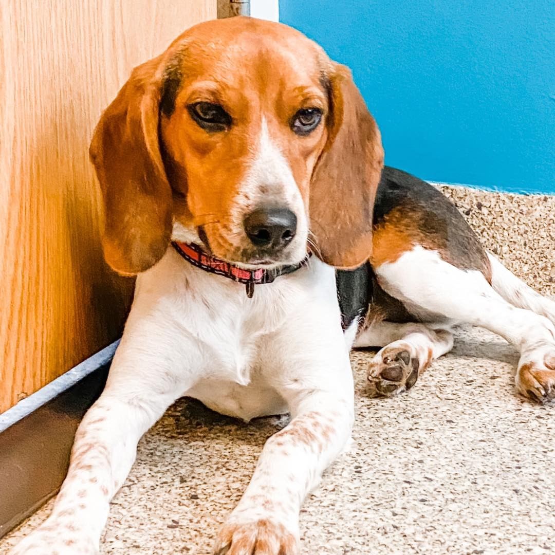 Welcome Audrey!

Name: Audrey
Breed: Beagle mix
Sex: Female, spayed
Estimated Birthdate: 12/18/2020
Size: Currently 20 pounds but is still growing.  She'll probably be small when full grown
Good With Kids: Unknown but most likely yes
Good With Cats: Unknown but probably not
Good With Dogs: Yes!
Housetrained: In progress
Crate Trained: In progress.  She doesn't go in willingly but is pretty quiet once she's in it
Recommended Environment: Audrey is a typical Beagle and needs to smell everything.  Her new family must be patient when walking her so she can stop and sniff everything.  Frequent walks are a must and she would love a fenced in yard to play in.  She loves meeting new people and other dogs.  A canine companion or frequent doggy play dates would be great.  She loves playing with her brother Calvin.
Additional Information: Audrey is working on her commands and listens well.  Consistency and positive reinforcement will be required in her continued training.  Since she is intelligent she will need mental stimulation, toys, and physical exercise to keep her engaged and out of trouble. 

In our Canine Inmate Program

Apply for Audrey here: https://www.adoptpetrescue.org/adoption-application/ 

<a target='_blank' href='https://www.instagram.com/explore/tags/rescuedogsofinstagram/'>#rescuedogsofinstagram</a> <a target='_blank' href='https://www.instagram.com/explore/tags/rescuedog/'>#rescuedog</a> <a target='_blank' href='https://www.instagram.com/explore/tags/rescuedismyfavoritebreed/'>#rescuedismyfavoritebreed</a> <a target='_blank' href='https://www.instagram.com/explore/tags/beaglesofinstagram/'>#beaglesofinstagram</a> <a target='_blank' href='https://www.instagram.com/explore/tags/beagle/'>#beagle</a> <a target='_blank' href='https://www.instagram.com/explore/tags/beaglehound/'>#beaglehound</a> <a target='_blank' href='https://www.instagram.com/explore/tags/adoptpetrescue/'>#adoptpetrescue</a> <a target='_blank' href='https://www.instagram.com/explore/tags/adoptdontshop/'>#adoptdontshop</a>