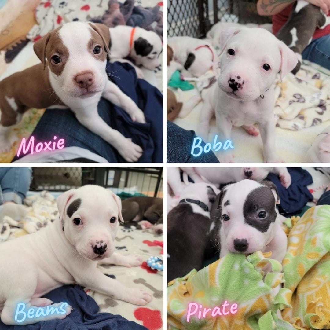 It's that time you've all been waiting for...

<a target='_blank' href='https://www.instagram.com/explore/tags/findahomefriday/'>#findahomefriday</a> !!!

We are now, officially, opening up our emails and phone lines for adoption of the <a target='_blank' href='https://www.instagram.com/explore/tags/12pack/'>#12pack</a>

The puppies will not be ready to go to homes for a few more weeks but we are ready to start prequalifying YOU!

All potential adopters MUST submit an application via our website at Www.k9kismet.org/forms We will not accept essays, emails, pms, or any other forms to circumvent the application... though, as we've seen already,  some of you write beautifully 😍 

All potential adopters MUST be willing to be interviewed, have references checked, have home visits, and meet and greets. 

Please please be patient. Between the amount of applications we expect to receive and the upcoming holidays, it will take us time to respond... but we will respond. To every applicant. 

Now... let's get ready to... adopt!

<a target='_blank' href='https://www.instagram.com/explore/tags/k9kismet/'>#k9kismet</a> <a target='_blank' href='https://www.instagram.com/explore/tags/puppybreath/'>#puppybreath</a> <a target='_blank' href='https://www.instagram.com/explore/tags/foreverhomewanted/'>#foreverhomewanted</a> <a target='_blank' href='https://www.instagram.com/explore/tags/nowopen/'>#nowopen</a>