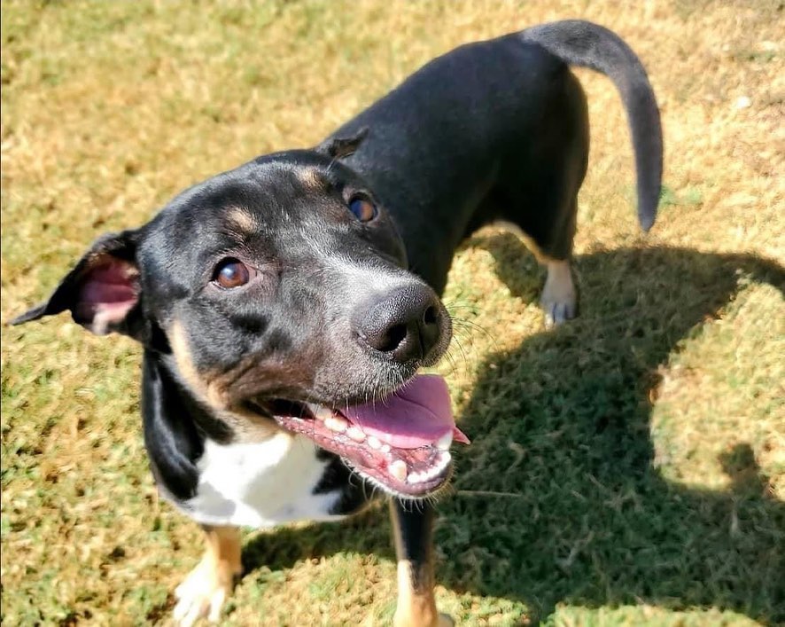 🌟 AVAILABLE 🌟 - retriever/kelpie mixed breed

This handsome tri-color boy is Rookie! He is a 2yr old retriever/kelpie mix (guess). He may have some Aussie and/or another breed or two in him as well. He weighs 50lbs and is as healthy as a horse! He is a goofy, happy, and active boy. He LOVES other dogs of all sizes and enjoys running and playing. He likes to go for runs, walks, and play fetch. He is not a fan of the swimming pool. He is fantastic with kids and would happily keep them busy playing all day. While being active he is also an easy-going, social butterfly. Rookie is house trained, up to date on vaccines, monthly flea/tick/heartworm prevention, is neutered and ready for a FUREVER home. If you think this well rounded boy would be a fit for you please use the link below to submit an adoption application. 

Adoption Application:
https://airtable.com/shr305FuyR4v4JWQb

Petfinder Link:  https://www.petfinder.com/dog/rookie-id-number-583-53536451/pa/blue-bell/furry-tales-animal-rescue-pa1105/

Website Link: https://furrytalesrescue.wixsite.com/home

PLEASE note that we are a 100% volunteer foster-based rescue. It may take a few days or up to 1-2 weeks to hear back from us. 

** We are based out of Blue Bell, PA. We allow adoptions to PA, NJ, MD, DE, VA, WV, CT and NY. At this time we do not adopt out to homes who are over ~200 miles from our location. *

.
.
.
.
.
<a target='_blank' href='https://www.instagram.com/explore/tags/rescue/'>#rescue</a> <a target='_blank' href='https://www.instagram.com/explore/tags/adoptme/'>#adoptme</a> <a target='_blank' href='https://www.instagram.com/explore/tags/rescuedogs/'>#rescuedogs</a> <a target='_blank' href='https://www.instagram.com/explore/tags/rescuedogsrock/'>#rescuedogsrock</a> <a target='_blank' href='https://www.instagram.com/explore/tags/kelpie/'>#kelpie</a> <a target='_blank' href='https://www.instagram.com/explore/tags/retriever/'>#retriever</a> <a target='_blank' href='https://www.instagram.com/explore/tags/mixedbreed/'>#mixedbreed</a> <a target='_blank' href='https://www.instagram.com/explore/tags/highenergy/'>#highenergy</a> <a target='_blank' href='https://www.instagram.com/explore/tags/goodboy/'>#goodboy</a> <a target='_blank' href='https://www.instagram.com/explore/tags/dogoftheday/'>#dogoftheday</a>