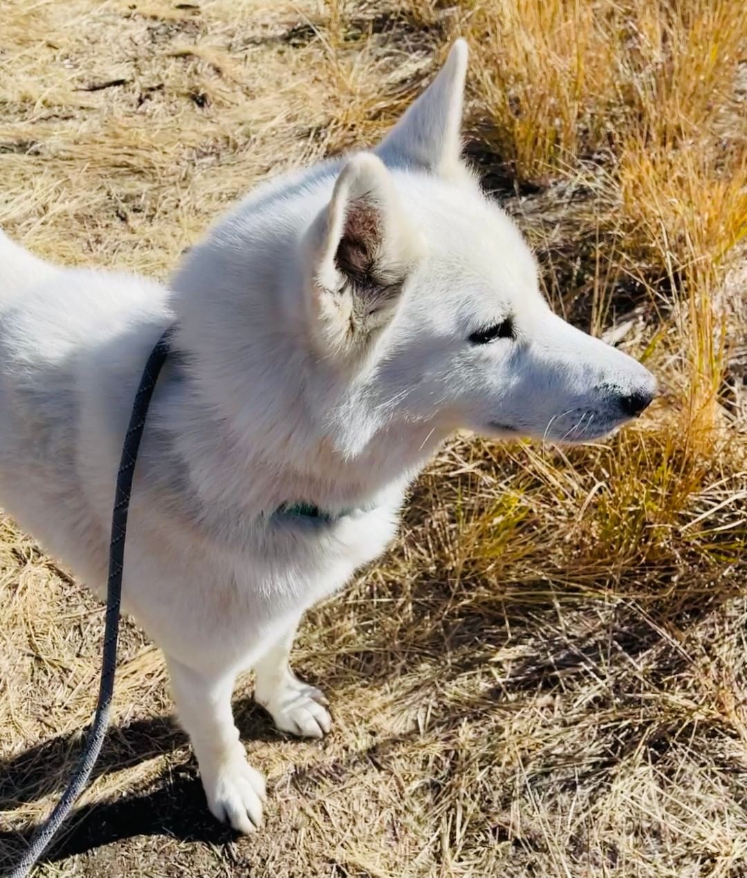 Meet Wonderful Ryker!

Ryker is a four-year-old white husky who is as pretty as he is sweet and a dream to walk on a leash.  A pretty easy-going guy, Ryker has made large and small doggy friends at the shelter, but like some of us, he can be selective about his best buds, so a dog intro is recommended. Ryker looks to his people to let him know the world is a safe place. A fenced yard and easy walks, no marathons required, and this guy will be happy!

Want to make Ryker's day?! Call 208.788.4351 or email adoptions@mountainhumane.org for a meet and greet!