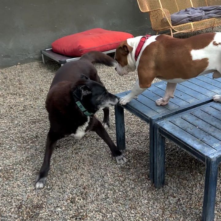 Happy Friday! Party at the kennels! Beauty Queen Ivanna is a saint for teaching puppy Frasier some manners. Apply to adopt Ivanna today on our website downtowndogrescue.org

<a target='_blank' href='https://www.instagram.com/explore/tags/ddrivanna/'>#ddrivanna</a> <a target='_blank' href='https://www.instagram.com/explore/tags/adoptdontshop/'>#adoptdontshop</a> <a target='_blank' href='https://www.instagram.com/explore/tags/seniordog/'>#seniordog</a> <a target='_blank' href='https://www.instagram.com/explore/tags/bordercollie/'>#bordercollie</a> <a target='_blank' href='https://www.instagram.com/explore/tags/shepherdmix/'>#shepherdmix</a> <a target='_blank' href='https://www.instagram.com/explore/tags/losangeles/'>#losangeles</a> <a target='_blank' href='https://www.instagram.com/explore/tags/TGIF/'>#TGIF</a> <a target='_blank' href='https://www.instagram.com/explore/tags/doggieplaytime/'>#doggieplaytime</a>