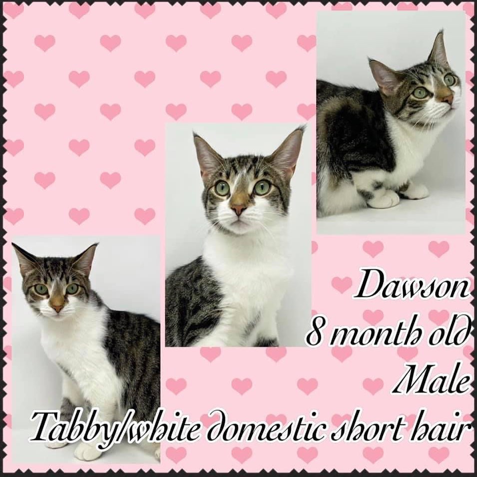 DAWSON is an 8 month old TABBY AND WHITE DOMESTIC SHORTHAIR. He is neutered, up to date on vaccines, FIV and FeLV negative, and microchipped. He has all of his claws and is being fostered in Kalamazoo, MI.

Dawson was surrendered to the rescue with his brother Dylan through absolutely no fault of their own. Dawson is a massive kitten weighing in at over 12 pounds (he could probably afford to lose a bit of that weight!)

If you are looking for the perfect kitty, look no further! Dawson (and/or his brother Dylan) is the cat for you! This boy is the definition of perfect. He is the total package, just an absolute sweetheart. He loves everyone and everything.

Dawson gets along wonderfully with other cats. We would love to see him adopted with his brother Dylan or to a home that already has a young cat. He would do fine with dogs with proper introductions. He would be wonderful with kids, though we think a home with older kids may be best to ensure that no doors to the outside get left open that Dawson could potentially slip out of.

This sweet boy has perfect litter box manners. He is great at using his scratching posts. He loves to perch on cat towers in front of sunny windows and loves to play with toys. He loves to play with other kitties too.

If you are looking for a lap cat, this is your boy. He will sit in your lap all day long, he is just a total love bug. Make sure to get your applications in quick for this sweet boy! He deserves a home for the holidays coming up!

FOSTERED IN KALAMAZOO, MI