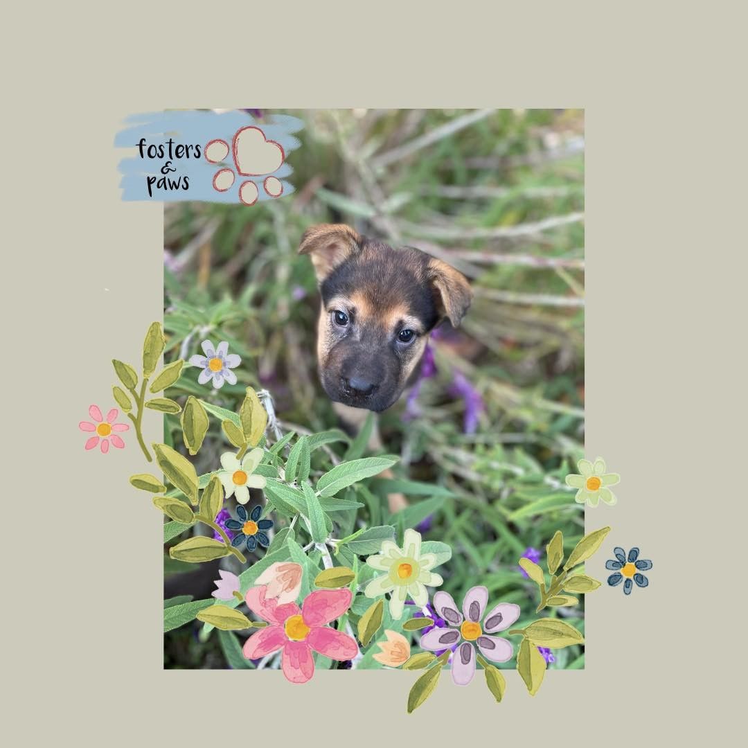 Come see all of our adorable 
available puppies at @petfoodexpress on Freeport blvd this Saturday November 20th. We 
are allowing the people that applied and went through 
our process to meet the puppies first. Please apply at 
www.fostersandpaws.org/adopt

If you would like to come meet our puppies and are not an approved adopter, please bring a video of your 
home for us to review. It must include your backyard 
with your fence line and if you have gates we need to 
see those with how you secure them! We need to 
where the dog would be spending most of their time. 
Once you arrive check in and we will give you an 
appointment time. 

We have 25 puppies and adult dogs. All different sizes.

You can come meet the pups, this Saturday November 
20th (11- 3pm). 

If you rent or lease, we need written proof that your 
landlord will allow pets and what breed restrictions 
they have, and that you have complied with any of 
their requirements. 

<a target='_blank' href='https://www.instagram.com/explore/tags/petadoption/'>#petadoption</a> <a target='_blank' href='https://www.instagram.com/explore/tags/adoptdontshop/'>#adoptdontshop</a> <a target='_blank' href='https://www.instagram.com/explore/tags/dogsofinstagram/'>#dogsofinstagram</a> 
<a target='_blank' href='https://www.instagram.com/explore/tags/adoption/'>#adoption</a> <a target='_blank' href='https://www.instagram.com/explore/tags/rescuedog/'>#rescuedog</a> <a target='_blank' href='https://www.instagram.com/explore/tags/dogrescue/'>#dogrescue</a> <a target='_blank' href='https://www.instagram.com/explore/tags/petsofinstagram/'>#petsofinstagram</a> 
<a target='_blank' href='https://www.instagram.com/explore/tags/dogs/'>#dogs</a> <a target='_blank' href='https://www.instagram.com/explore/tags/dog/'>#dog</a> <a target='_blank' href='https://www.instagram.com/explore/tags/adopt/'>#adopt</a> <a target='_blank' href='https://www.instagram.com/explore/tags/adoptables/'>#adoptables</a> <a target='_blank' href='https://www.instagram.com/explore/tags/adoptapet/'>#adoptapet</a> <a target='_blank' href='https://www.instagram.com/explore/tags/pet/'>#pet</a> 
<a target='_blank' href='https://www.instagram.com/explore/tags/petadoptions/'>#petadoptions</a> <a target='_blank' href='https://www.instagram.com/explore/tags/rescue/'>#rescue</a> <a target='_blank' href='https://www.instagram.com/explore/tags/rescuedogsarethebestdogs/'>#rescuedogsarethebestdogs</a> 
<a target='_blank' href='https://www.instagram.com/explore/tags/rescuedogsarebest/'>#rescuedogsarebest</a> <a target='_blank' href='https://www.instagram.com/explore/tags/dogrescuesacramento/'>#dogrescuesacramento</a> 
<a target='_blank' href='https://www.instagram.com/explore/tags/rescueddogsarethegreatest/'>#rescueddogsarethegreatest</a> <a target='_blank' href='https://www.instagram.com/explore/tags/animalrescue/'>#animalrescue</a> <a target='_blank' href='https://www.instagram.com/explore/tags/rescueme/'>#rescueme</a> <a target='_blank' href='https://www.instagram.com/explore/tags/adoptadoggie/'>#adoptadoggie</a> <a target='_blank' href='https://www.instagram.com/explore/tags/petlovers/'>#petlovers</a> <a target='_blank' href='https://www.instagram.com/explore/tags/pets/'>#pets</a> <a target='_blank' href='https://www.instagram.com/explore/tags/animals/'>#animals</a> <a target='_blank' href='https://www.instagram.com/explore/tags/love/'>#love</a> 
<a target='_blank' href='https://www.instagram.com/explore/tags/fostersandpaws/'>#fostersandpaws</a> <a target='_blank' href='https://www.instagram.com/explore/tags/fosterssavelives/'>#fosterssavelives</a> <a target='_blank' href='https://www.instagram.com/explore/tags/petfoodexpress/'>#petfoodexpress</a>
