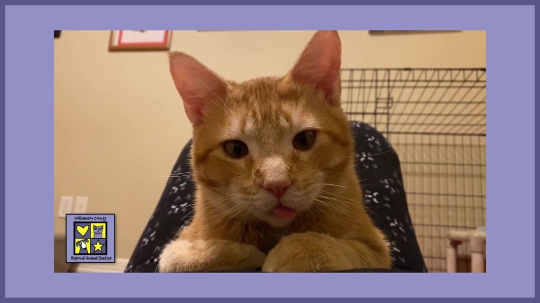 🔊 Sound on for full purr! 🔊

This sweet little guy, whom we've named Sunny, was found by a Good Samaritan after being hit by a car. 🥺 Sunny suffered from a skull and jaw fracture, jaw dislocation, broken teeth, and multiple abrasions. The emergency vet team quickly noted how, despite such injuries, Sunny had a wonderful disposition. After consulting with us, they went to work to get him on the path to recovery, and just look at him now! 

Sunny is recovering very well in a foster home 🏠, is scheduled to be neutered, and will then be available for adoption! This is all thanks to the donations we receive to our medical fund🩺, Jane's Fund. Without it, Sunny's outlook would have been dim. 

We've had a lot of medical cases over the past several weeks, and we want to continue to help dogs and cats just like Sunny get well and go on to 🌟happy new futures🌟. Your donations, big and small, help us continue our life-saving mission.

Go to wilcopets.org and click on the big yellow Donate button, then select the medical fund where it asks you to choose a fund. 💸

Thank you for donating!

<a target='_blank' href='https://www.instagram.com/explore/tags/janesfund/'>#janesfund</a> <a target='_blank' href='https://www.instagram.com/explore/tags/centraltexas/'>#centraltexas</a> <a target='_blank' href='https://www.instagram.com/explore/tags/williamsoncountytx/'>#williamsoncountytx</a> <a target='_blank' href='https://www.instagram.com/explore/tags/georgetowntx/'>#georgetowntx</a> <a target='_blank' href='https://www.instagram.com/explore/tags/cedarparktx/'>#cedarparktx</a> <a target='_blank' href='https://www.instagram.com/explore/tags/huttotx/'>#huttotx</a> <a target='_blank' href='https://www.instagram.com/explore/tags/leandertx/'>#leandertx</a> <a target='_blank' href='https://www.instagram.com/explore/tags/roundrocktx/'>#roundrocktx</a> <a target='_blank' href='https://www.instagram.com/explore/tags/austintx/'>#austintx</a>