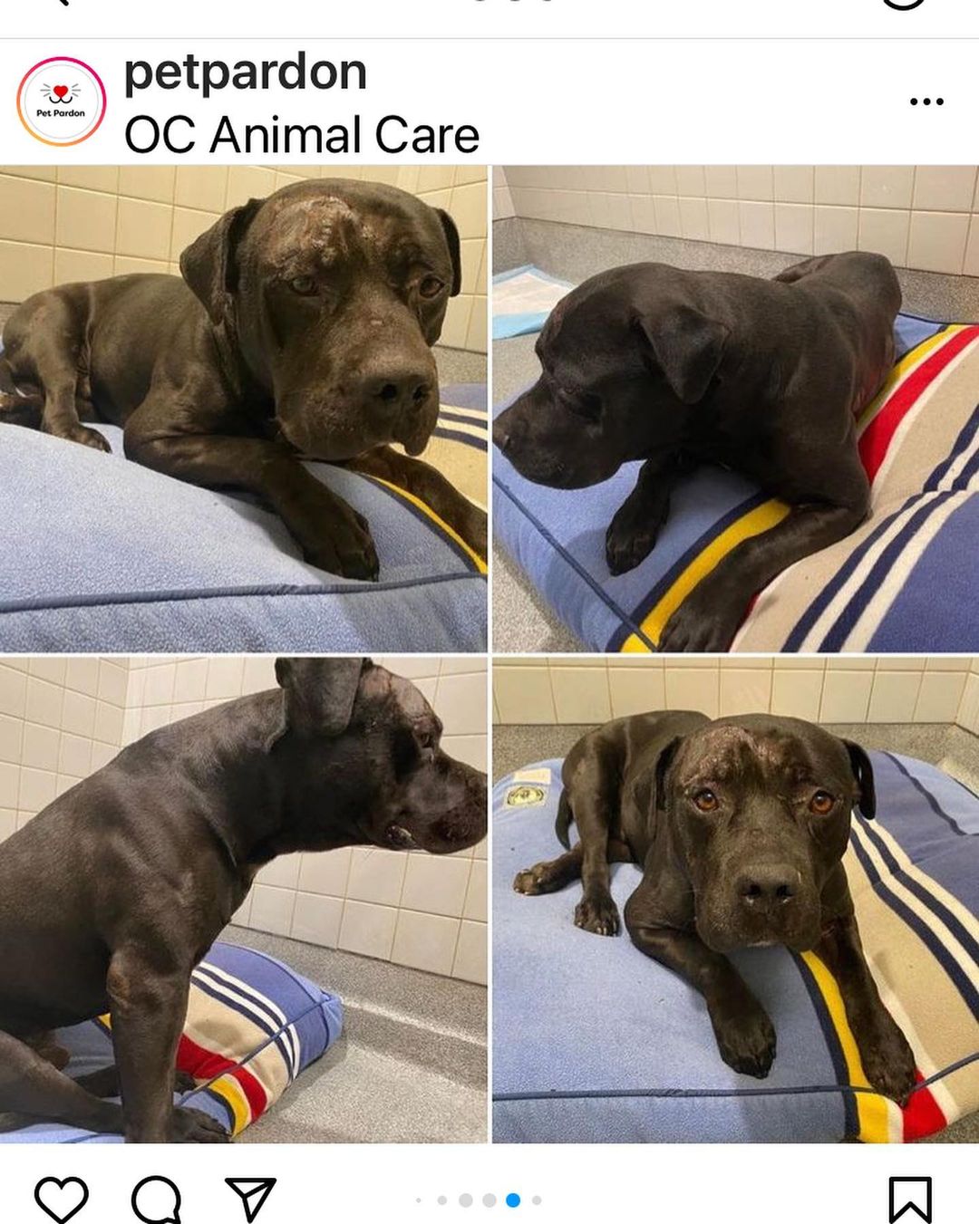<a target='_blank' href='https://www.instagram.com/explore/tags/A1743358/'>#A1743358</a>. PLEASE SHARE! This poor boy needs help to get out. Deadline TODAY, Saturday the 20th. Looks like he may have been hit by a car so needs medical care.