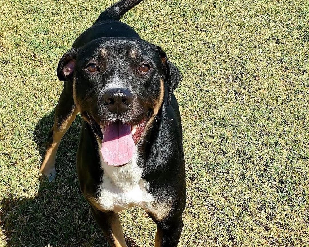 🌟 AVAILABLE 🌟 - retriever/kelpie mixed breed

This handsome tri-color boy is Rookie! He is a 2yr old retriever/kelpie mix (guess). He may have some Aussie and/or another breed or two in him as well. He weighs 50lbs and is as healthy as a horse! He is a goofy, happy, and active boy. He LOVES other dogs of all sizes and enjoys running and playing. He likes to go for runs, walks, and play fetch. He is not a fan of the swimming pool. He is fantastic with kids and would happily keep them busy playing all day. While being active he is also an easy-going, social butterfly. Rookie is house trained, up to date on vaccines, monthly flea/tick/heartworm prevention, is neutered and ready for a FUREVER home. If you think this well rounded boy would be a fit for you please use the link below to submit an adoption application. 

Adoption Application:
https://airtable.com/shr305FuyR4v4JWQb

Petfinder Link:  https://www.petfinder.com/dog/rookie-id-number-583-53536451/pa/blue-bell/furry-tales-animal-rescue-pa1105/

Website Link: https://furrytalesrescue.wixsite.com/home

PLEASE note that we are a 100% volunteer foster-based rescue. It may take a few days or up to 1-2 weeks to hear back from us. 

** We are based out of Blue Bell, PA. We allow adoptions to PA, NJ, MD, DE, VA, WV, CT and NY. At this time we do not adopt out to homes who are over ~200 miles from our location. *

.
.
.
.
.
<a target='_blank' href='https://www.instagram.com/explore/tags/rescue/'>#rescue</a> <a target='_blank' href='https://www.instagram.com/explore/tags/adoptme/'>#adoptme</a> <a target='_blank' href='https://www.instagram.com/explore/tags/rescuedogs/'>#rescuedogs</a> <a target='_blank' href='https://www.instagram.com/explore/tags/rescuedogsrock/'>#rescuedogsrock</a> <a target='_blank' href='https://www.instagram.com/explore/tags/kelpie/'>#kelpie</a> <a target='_blank' href='https://www.instagram.com/explore/tags/retriever/'>#retriever</a> <a target='_blank' href='https://www.instagram.com/explore/tags/mixedbreed/'>#mixedbreed</a> <a target='_blank' href='https://www.instagram.com/explore/tags/highenergy/'>#highenergy</a> <a target='_blank' href='https://www.instagram.com/explore/tags/goodboy/'>#goodboy</a> <a target='_blank' href='https://www.instagram.com/explore/tags/dogoftheday/'>#dogoftheday</a>