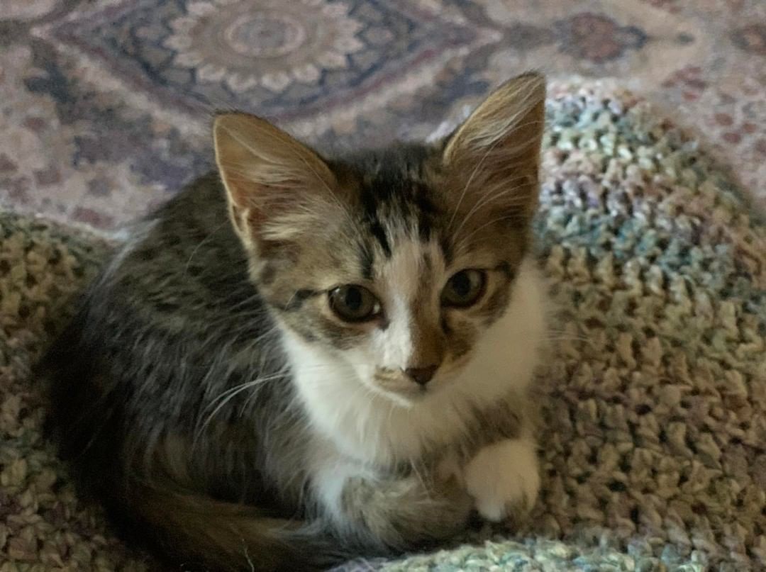 All of these cuties will be at our Give Back Adoption event this Sunday at Rocket City Craft Beer from 2-5.

If you are looking to add a feline to your family, we have some of every type of personality imaginable.  So check out our website or stop by for some snuggles.

<a target='_blank' href='https://www.instagram.com/explore/tags/rescuecatsofinstagram/'>#rescuecatsofinstagram</a> <a target='_blank' href='https://www.instagram.com/explore/tags/huntsvilleal/'>#huntsvilleal</a> <a target='_blank' href='https://www.instagram.com/explore/tags/FFCR/'>#FFCR</a> <a target='_blank' href='https://www.instagram.com/explore/tags/rescue/'>#rescue</a> <a target='_blank' href='https://www.instagram.com/explore/tags/adoptdontshop/'>#adoptdontshop</a> <a target='_blank' href='https://www.instagram.com/explore/tags/tennesseevalley/'>#tennesseevalley</a> <a target='_blank' href='https://www.instagram.com/explore/tags/rescuecat/'>#rescuecat</a> <a target='_blank' href='https://www.instagram.com/explore/tags/felinefanciers/'>#felinefanciers</a> <a target='_blank' href='https://www.instagram.com/explore/tags/decaturalabama/'>#decaturalabama</a> <a target='_blank' href='https://www.instagram.com/explore/tags/athensalabama/'>#athensalabama</a> <a target='_blank' href='https://www.instagram.com/explore/tags/decatural/'>#decatural</a> <a target='_blank' href='https://www.instagram.com/explore/tags/madisonal/'>#madisonal</a> <a target='_blank' href='https://www.instagram.com/explore/tags/ffcr/'>#ffcr</a> <a target='_blank' href='https://www.instagram.com/explore/tags/madisonalabama/'>#madisonalabama</a> <a target='_blank' href='https://www.instagram.com/explore/tags/adopt/'>#adopt</a> <a target='_blank' href='https://www.instagram.com/explore/tags/athensal/'>#athensal</a> <a target='_blank' href='https://www.instagram.com/explore/tags/huntsvillealabama/'>#huntsvillealabama</a>