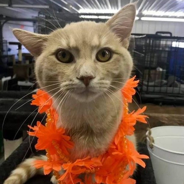 Whodatt cute cat who wants to be a part of your family this <a target='_blank' href='https://www.instagram.com/explore/tags/Caturday/'>#Caturday</a>⁉️⁉️ Why it's Whodatt - an almost 2.5 year old DSH/Tabby male.

He's friendly, cute and outgoing. He likes to keep watch out the window. He also has beautiful coloring with a fawn colored tabby coat. 

If interested in adopting check out: https://rescuecrew.org/adoptable-cats/

So next time when you hear someone say Whodatt - you can say he's my cat! 💖

<a target='_blank' href='https://www.instagram.com/explore/tags/Caturday/'>#Caturday</a> <a target='_blank' href='https://www.instagram.com/explore/tags/adoptwhodatt/'>#adoptwhodatt</a>