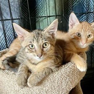 ** KITTEN AND CAT ADOPTION EVENT on SATURDAY and SUNDAY, NOVEMBER 20TH & 21ST! ** Come to our next in-person event featuring our adoptable kittens and young adult cats! Check out a few attendees.
Applications can be submitted in advance at:
👉 bit.ly/btcradopt 👈
WHEN: NOV 20 & 21, 12PM – 4PM 
WHERE: PetSmart in Yonkers Gateway Center at 2458 Central Park Avenue Yonkers, NY 10710 (behind the old
Pier One and other stores)
PLEASE NOTE:  NO SAME DAY ADOPTIONS FOR WALK-IN APPLICANTS. All applications will be reviewed after submission. Adoption fees may vary for kittens already spayed/neutered. Masks are required to attend the event.
PLEASE SHARE!
<a target='_blank' href='https://www.instagram.com/explore/tags/adoptdontshop/'>#adoptdontshop</a> <a target='_blank' href='https://www.instagram.com/explore/tags/rescueismyfavoritebreed/'>#rescueismyfavoritebreed</a> <a target='_blank' href='https://www.instagram.com/explore/tags/kittens/'>#kittens</a> <a target='_blank' href='https://www.instagram.com/explore/tags/kitten/'>#kitten</a> <a target='_blank' href='https://www.instagram.com/explore/tags/cat/'>#cat</a> <a target='_blank' href='https://www.instagram.com/explore/tags/cats/'>#cats</a> <a target='_blank' href='https://www.instagram.com/explore/tags/kittenadoption/'>#kittenadoption</a> <a target='_blank' href='https://www.instagram.com/explore/tags/catadoption/'>#catadoption</a> <a target='_blank' href='https://www.instagram.com/explore/tags/westchester/'>#westchester</a> <a target='_blank' href='https://www.instagram.com/explore/tags/nyc/'>#nyc</a> <a target='_blank' href='https://www.instagram.com/explore/tags/yonkers/'>#yonkers</a>