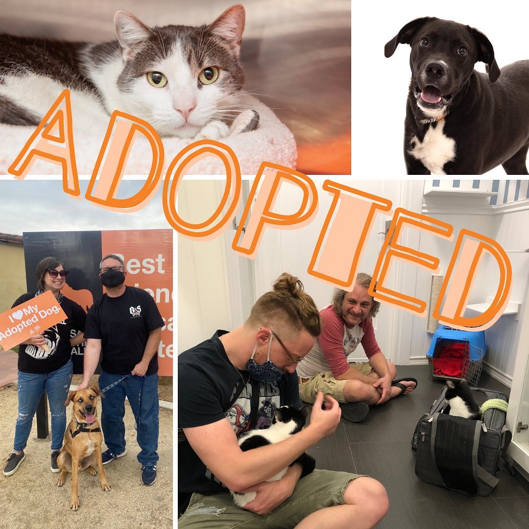 Let’s get the weekend started right by looking at the beautiful faces of some recently adopted pets! 🎉

<a target='_blank' href='https://www.instagram.com/explore/tags/BestFriendsLA/'>#BestFriendsLA</a> <a target='_blank' href='https://www.instagram.com/explore/tags/NKLA/'>#NKLA</a> <a target='_blank' href='https://www.instagram.com/explore/tags/adopt/'>#adopt</a> <a target='_blank' href='https://www.instagram.com/explore/tags/foster/'>#foster</a> <a target='_blank' href='https://www.instagram.com/explore/tags/rescue/'>#rescue</a>