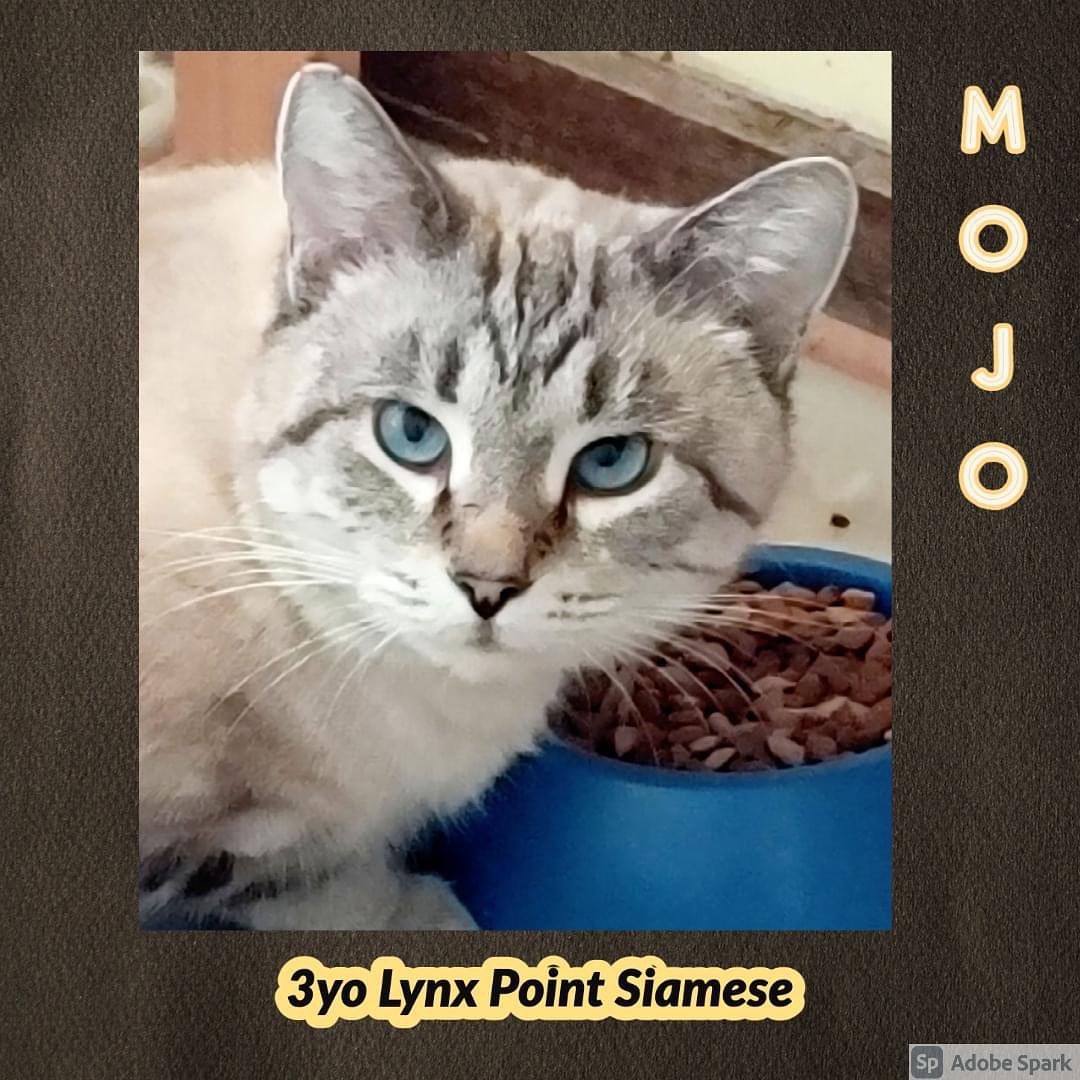 MOJO…is a handsome LYNX POINT SIAMESE. He is around 3 years old, neutered and has his claws. He is a solid 10 pounds and has a gorgeous easy coat and bright blue eyes. We dont know anything about Mojo’s past but he wound up as a stray in a local shelter and is now looking for a home thru SPCR. Mojo starts off very shy in new situations but once he is comfortable is intensely affectionate. He enjoys sitting on laps and getting attention and will make someone a loving companion. He is moderately active, not talkative and likes to be where ever his people are. He would be ok with another cat or a mellow cat friendly dog when slowly introduced. Small kids would not be appropriate. 

FOSTERED IN KENOSHA, WI