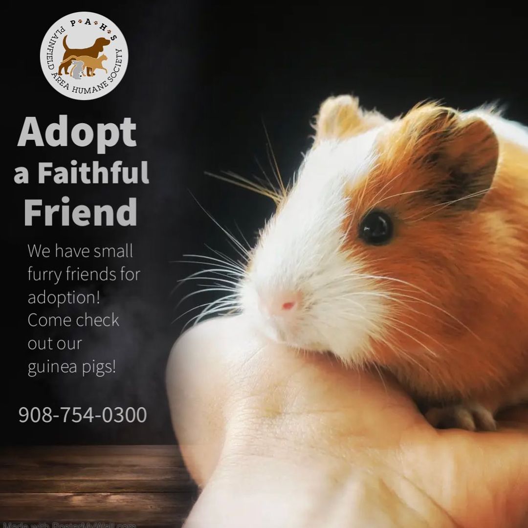 Looking for a small furry pet to add to your family? We have cute guinea pigs ready for adoption! <a target='_blank' href='https://www.instagram.com/explore/tags/weekendvibes/'>#weekendvibes</a> <a target='_blank' href='https://www.instagram.com/explore/tags/adoptdontshop/'>#adoptdontshop</a> <a target='_blank' href='https://www.instagram.com/explore/tags/rescuedismyfavoritebreed/'>#rescuedismyfavoritebreed</a> <a target='_blank' href='https://www.instagram.com/explore/tags/guineapigsofinstagram/'>#guineapigsofinstagram</a> <a target='_blank' href='https://www.instagram.com/explore/tags/guineapigs/'>#guineapigs</a> <a target='_blank' href='https://www.instagram.com/explore/tags/smallfurryanimals/'>#smallfurryanimals</a> <a target='_blank' href='https://www.instagram.com/explore/tags/sundayfunday/'>#sundayfunday</a> <a target='_blank' href='https://www.instagram.com/explore/tags/footballsunday/'>#footballsunday</a>