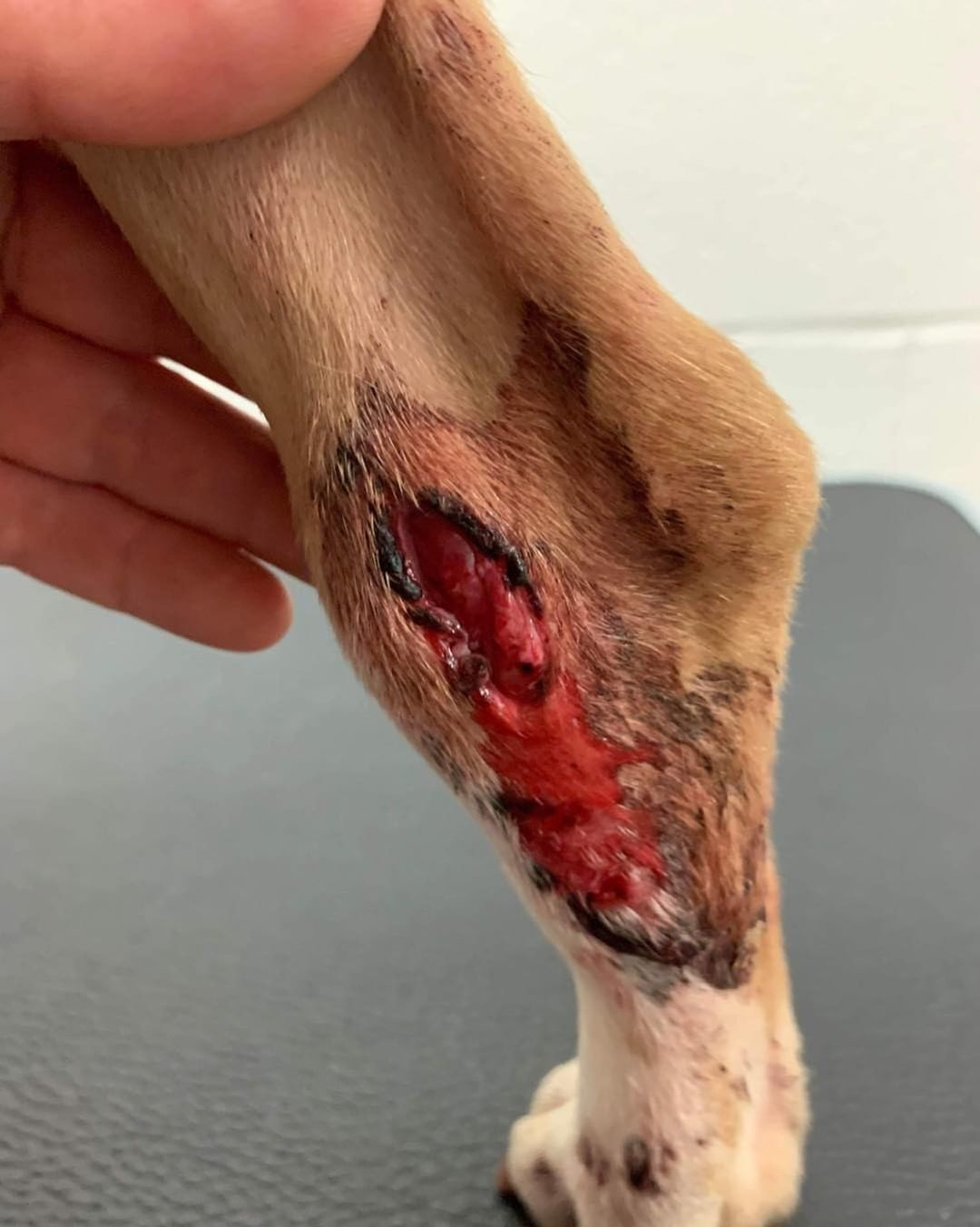 ⚠️Graphic Photo Warning⚠️ 
Peanut was found in a local shelter with a broken leg & large laceration. She is also very underweight. She needed medical attention ASAP, so we took her into rescue & the same day brought her to the vet. Her X-rays show a broken tibia & fibula. She has a broken rib & laceration on her leg. She’s a mess. Even through all her injuries, she’s an absolute GEM. She is so sweet. She loves all humans she’s met and has done great with passing dogs. 

We are in the process of scheduling an orthopedic surgeon consultation for Peanut. We are super hopeful she can be seen next week. Until then she’s on pain medication, antibiotic and kennel rest. Her foster mama is taking AMAZING care of her and we’re so grateful for her. *Videos in comments*