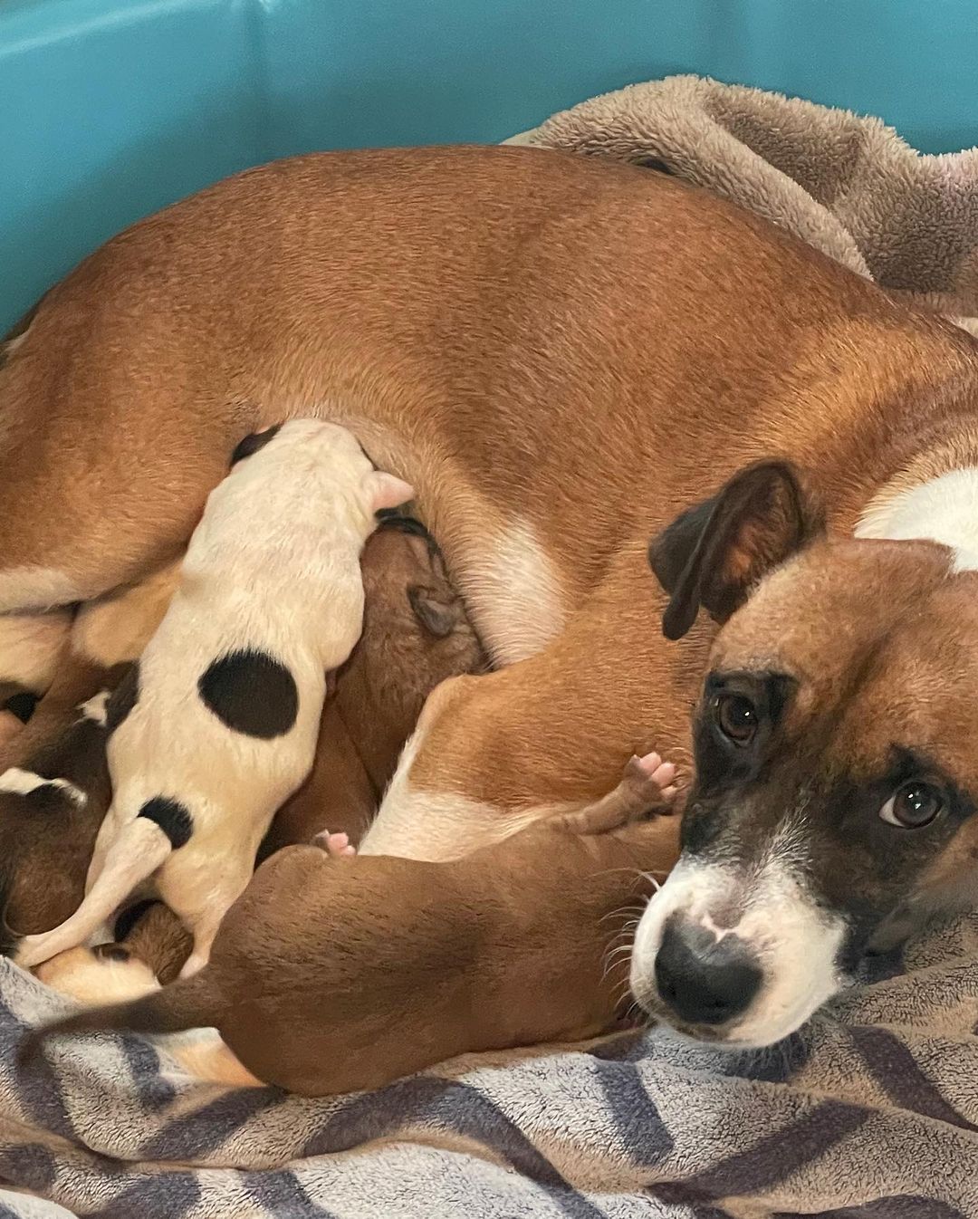 Mama Hanna is doing great! All puppies are thriving! There are 5 boys and 1 girl.