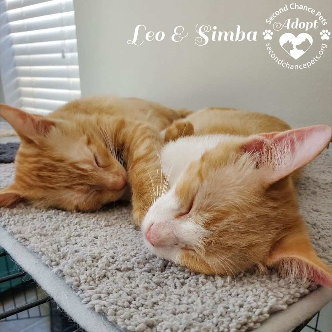 Bonded and seeking a loving home together for the holidays...

Meet Leo and Simba!

Leo is an orange and white tabby male and Simba is an orange tabby male. They were born in a garage in April 2021. Mama has since been spayed thank goodness! These boys adore each other. They are super snuggly, playful, and affectionate. They love to snuggle with their people and the medium sized dog in their foster home. Both have sad, sleepy eyes which are just adorable! Please come meet them one Saturday and consider adopting a bonded pair!

<a target='_blank' href='https://www.instagram.com/explore/tags/adoptdontshop/'>#adoptdontshop</a> <a target='_blank' href='https://www.instagram.com/explore/tags/rescue/'>#rescue</a> <a target='_blank' href='https://www.instagram.com/explore/tags/Houston/'>#Houston</a> <a target='_blank' href='https://www.instagram.com/explore/tags/kitten/'>#kitten</a> <a target='_blank' href='https://www.instagram.com/explore/tags/homefortheholidays/'>#homefortheholidays</a>