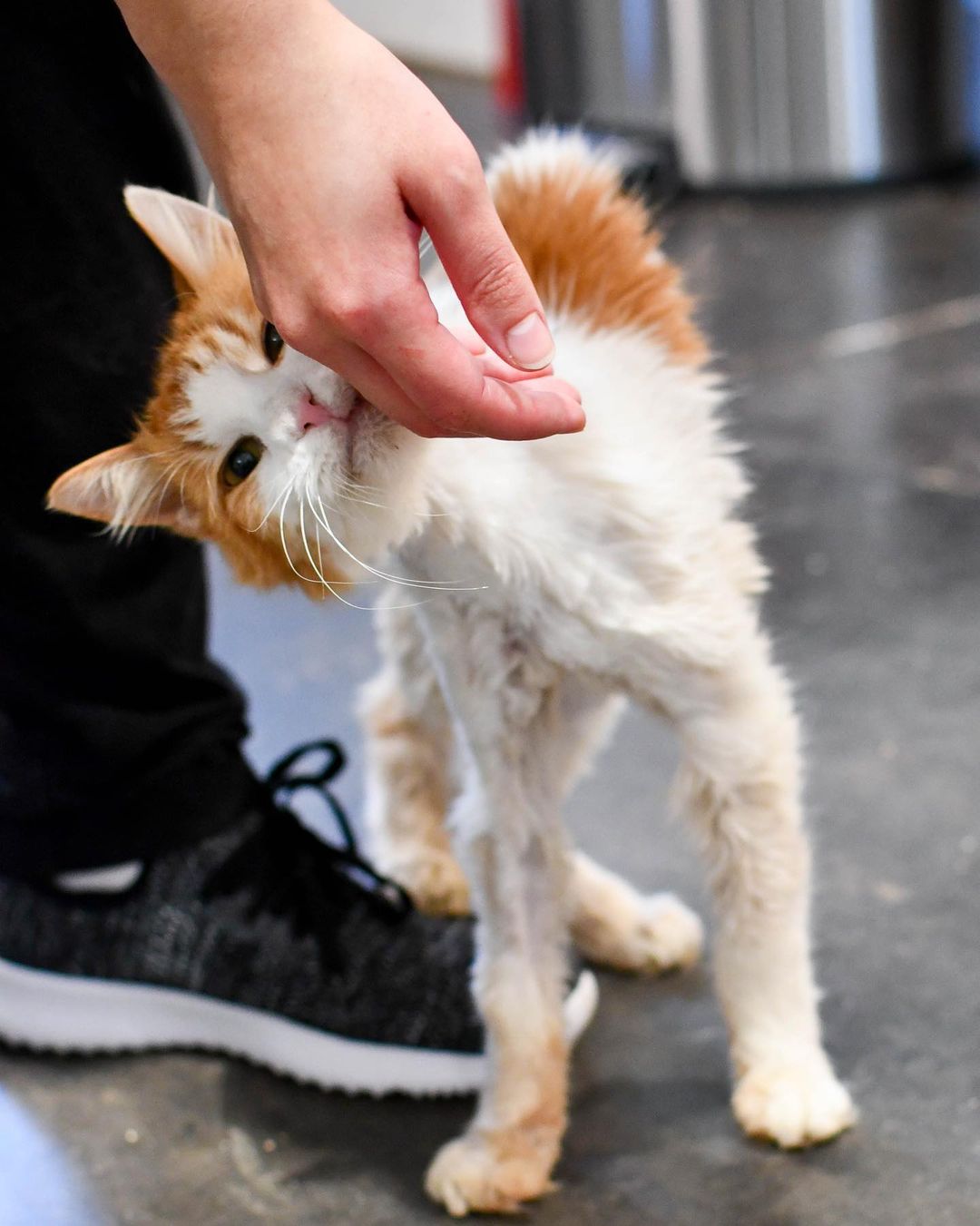 When Lemon Tart was returned to Furkids, he turned every head in the room...

This scruffy guy was brought back to us after his previous owners were unable to care for him any longer. Currently, he is emaciated and in the process of growing back his fur after having several matts removed. And now, we’re looking into possible neurological damage from a past ear infection.

Despite Lemon Tart’s shaggy looks, we can’t emphasize enough how special this baby is.🧡 He loves trotting around the adoption room with his bonded brother Finnegan, and adores cuddling with volunteers and staff members! He'll never turn down a treat (or two) and he gives a five star hug! Right now, Lemon Tart needs a foster home to help him gain weight and feel soothed in a home environment. If you can help house this baby, please DM us. Thank you!