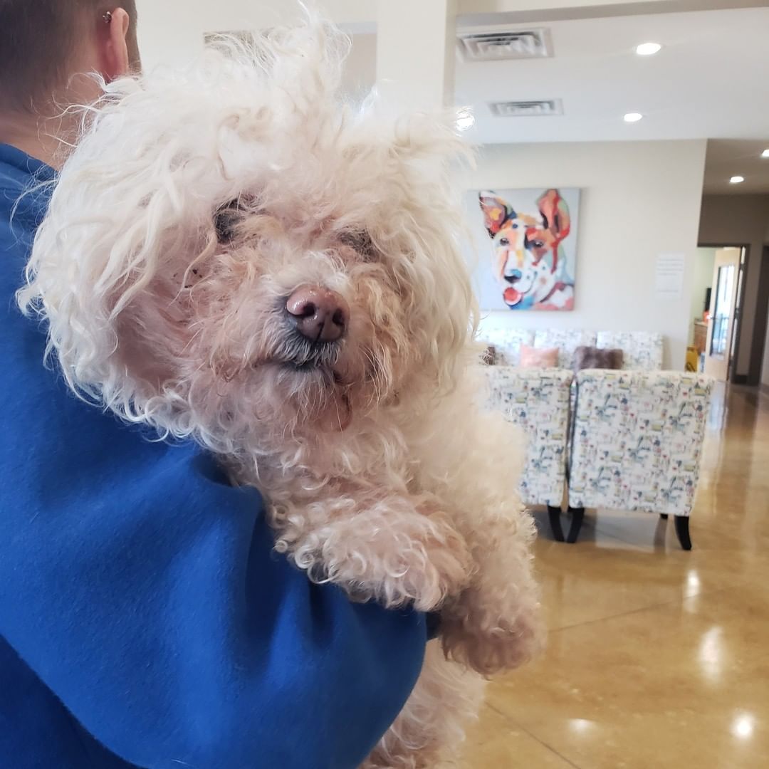 ‼️ FOUND DOG ‼️
Do you recognize this baby?
They were found wandering down Mt Vernon Rd in Tupelo.