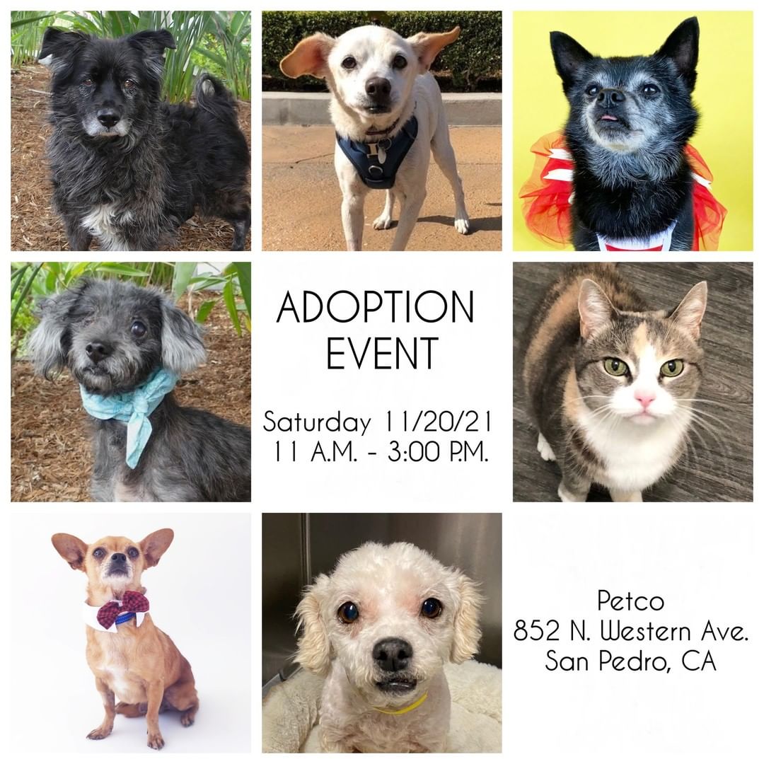 🐹🐱 ADOPTION EVENT TOMORROW!! Come meet some of our fabulous furries tomorrow at Petco from 11-3, 852 N. Western, San Pedro! We have lots of sweet babies looking for forever homes.🐾 For those not ready to adopt, we always need loving foster homes!

If you are interested in a particular dog, please let us know as not all dogs stay for the entire event.
💗🐩🐕🐾🐹❤💗

<a target='_blank' href='https://www.instagram.com/explore/tags/adoptarescuedog/'>#adoptarescuedog</a> <a target='_blank' href='https://www.instagram.com/explore/tags/poodles/'>#poodles</a> <a target='_blank' href='https://www.instagram.com/explore/tags/poodlesofinstagram/'>#poodlesofinstagram</a> <a target='_blank' href='https://www.instagram.com/explore/tags/chihuahuas/'>#chihuahuas</a> <a target='_blank' href='https://www.instagram.com/explore/tags/chihuahuasofinstagram/'>#chihuahuasofinstagram</a> <a target='_blank' href='https://www.instagram.com/explore/tags/spaniels/'>#spaniels</a> <a target='_blank' href='https://www.instagram.com/explore/tags/cockerspanielsofinstagram/'>#cockerspanielsofinstagram</a> <a target='_blank' href='https://www.instagram.com/explore/tags/kittens/'>#kittens</a> <a target='_blank' href='https://www.instagram.com/explore/tags/kittensofinstagram/'>#kittensofinstagram</a> <a target='_blank' href='https://www.instagram.com/explore/tags/seniordogs/'>#seniordogs</a> <a target='_blank' href='https://www.instagram.com/explore/tags/seniordogsofinstagram/'>#seniordogsofinstagram</a> <a target='_blank' href='https://www.instagram.com/explore/tags/seniordogsrock/'>#seniordogsrock</a> <a target='_blank' href='https://www.instagram.com/explore/tags/homeforeverylivingpet/'>#homeforeverylivingpet</a> <a target='_blank' href='https://www.instagram.com/explore/tags/rescuedogs/'>#rescuedogs</a> <a target='_blank' href='https://www.instagram.com/explore/tags/sanpedro/'>#sanpedro</a>