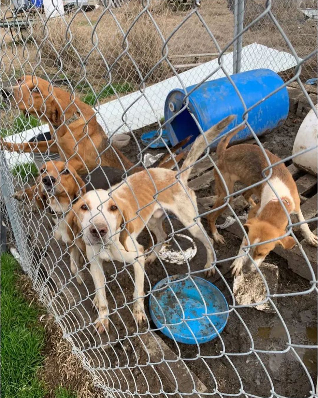 It's the season of giving and we hope you'll consider Saving Grace on <a target='_blank' href='https://www.instagram.com/explore/tags/GivingTuesday/'>#GivingTuesday</a>! 
This handsome hound is Stone, and he is one of twelve hounds rescued from a cruelty case in February. The hounds suffered from extreme neglect and malnourishment and required a lot of medical care, patience, and love. Stone is now in his forever home, and his family reports that he has gained some necessary weight as well as confidence! The once mistreated and skittish hound is now a total couch potato who loves to snuggle. 
Your donations allow dogs like Stone to come to Saving Grace from an uncertain background and have a bright future. For GivingTuesday, you can purchase food and supplies at cost to be sent to the farm and used for the care of our dogs. Click the link in our bio and select 