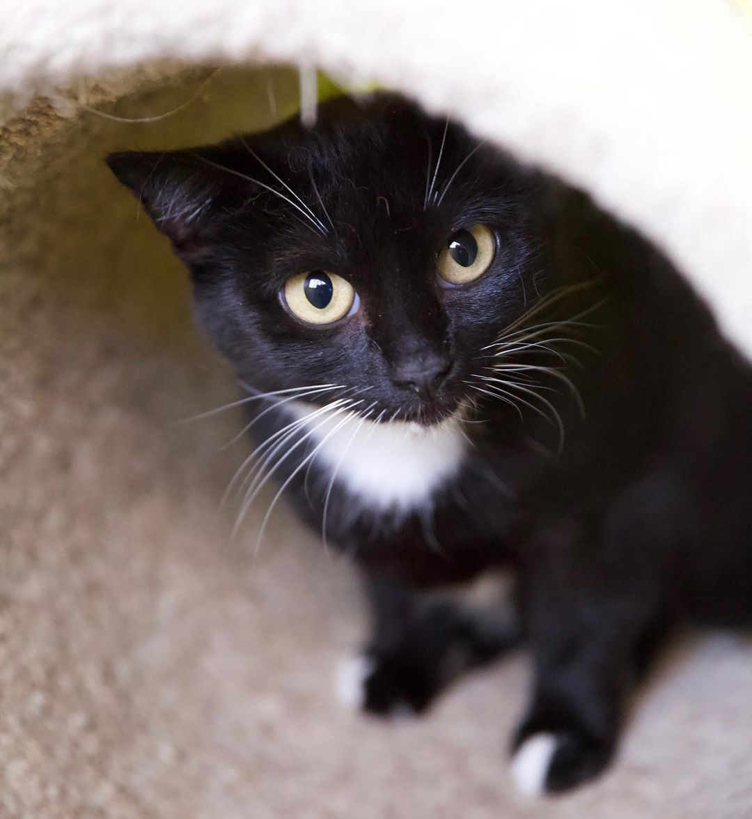 Meet Risa! ✨

Risa is sweet and petite, only 5.5 lbs and fully grown. She can be reserved at times, but when she feels comfortable she enjoys petting and playtime. She loves to be up in a cat tree looking out the window, so a home with lots of windows and nearby trees is a huge plus 🌳

Interested in Risa? Email adopt.cat@animalaidpdx.org for more information! 🐾
.
.
.
.
.
<a target='_blank' href='https://www.instagram.com/explore/tags/selfiesunday/'>#selfiesunday</a> <a target='_blank' href='https://www.instagram.com/explore/tags/sunday/'>#sunday</a>  <a target='_blank' href='https://www.instagram.com/explore/tags/instacat/'>#instacat</a> <a target='_blank' href='https://www.instagram.com/explore/tags/catsofinstagram/'>#catsofinstagram</a> <a target='_blank' href='https://www.instagram.com/explore/tags/catoftheday/'>#catoftheday</a> <a target='_blank' href='https://www.instagram.com/explore/tags/igcat/'>#igcat</a> <a target='_blank' href='https://www.instagram.com/explore/tags/rescuecat/'>#rescuecat</a> <a target='_blank' href='https://www.instagram.com/explore/tags/rescuecatsofinstagram/'>#rescuecatsofinstagram</a> <a target='_blank' href='https://www.instagram.com/explore/tags/cat/'>#cat</a> <a target='_blank' href='https://www.instagram.com/explore/tags/cats/'>#cats</a> <a target='_blank' href='https://www.instagram.com/explore/tags/rescuepets/'>#rescuepets</a> <a target='_blank' href='https://www.instagram.com/explore/tags/instapet/'>#instapet</a> <a target='_blank' href='https://www.instagram.com/explore/tags/igpets/'>#igpets</a> <a target='_blank' href='https://www.instagram.com/explore/tags/petsofinstagram/'>#petsofinstagram</a> <a target='_blank' href='https://www.instagram.com/explore/tags/kitty/'>#kitty</a> <a target='_blank' href='https://www.instagram.com/explore/tags/kittylove/'>#kittylove</a> <a target='_blank' href='https://www.instagram.com/explore/tags/animalrescue/'>#animalrescue</a> <a target='_blank' href='https://www.instagram.com/explore/tags/adoptdontshop/'>#adoptdontshop</a> <a target='_blank' href='https://www.instagram.com/explore/tags/goodkitty/'>#goodkitty</a> <a target='_blank' href='https://www.instagram.com/explore/tags/pnwcats/'>#pnwcats</a> <a target='_blank' href='https://www.instagram.com/explore/tags/pnwpets/'>#pnwpets</a> <a target='_blank' href='https://www.instagram.com/explore/tags/pdxcat/'>#pdxcat</a> <a target='_blank' href='https://www.instagram.com/explore/tags/pdxpets/'>#pdxpets</a> <a target='_blank' href='https://www.instagram.com/explore/tags/pdxadopt/'>#pdxadopt</a> <a target='_blank' href='https://www.instagram.com/explore/tags/pdx/'>#pdx</a> <a target='_blank' href='https://www.instagram.com/explore/tags/portlandia/'>#portlandia</a> <a target='_blank' href='https://www.instagram.com/explore/tags/igaddict/'>#igaddict</a> <a target='_blank' href='https://www.instagram.com/explore/tags/instadaily/'>#instadaily</a> <a target='_blank' href='https://www.instagram.com/explore/tags/catsofig/'>#catsofig</a>