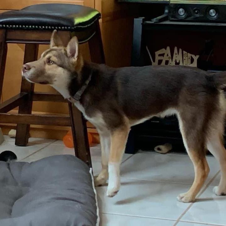 Rose 🌹 is an absolute doll. She is a 2 year old border collie / husky mix.  She looks like a miniature husky, weighing only 30 lbs. Rose is highly intelligent and has had some training.  She would do best with a fenced yard but does walk nicely on a leash.  Rose is a young high energy dog and ready for an active lifestyle .  She is good with other dogs but would do fine as an only dog as well.  If you would like to meet Rose 🌹 please complete an application below.

The Farm Dog Rescue
Palm City FL

https://thefarmdogrescue.com/farm/adopt-application/