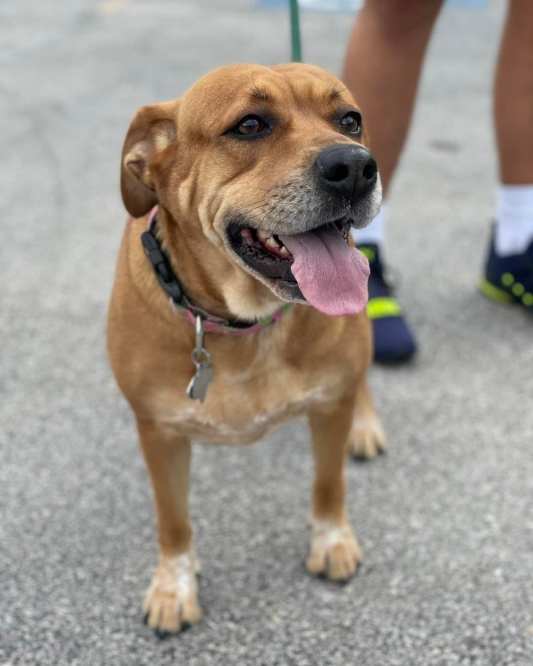 How can you resist that face? Our sweet Lexy really needs to get out of boarding and back into a foster home or a forever home!  She’s shutting down in boarding and doesn’t understand why she’s there!!

Please consider fostering or adopting this great low-key girl. She gets along fine with other dogs and would love to go to a low-key home where she can relax and lounge and be someone’s great companion. Fill out an app on our website, www.scoutshonor.org!